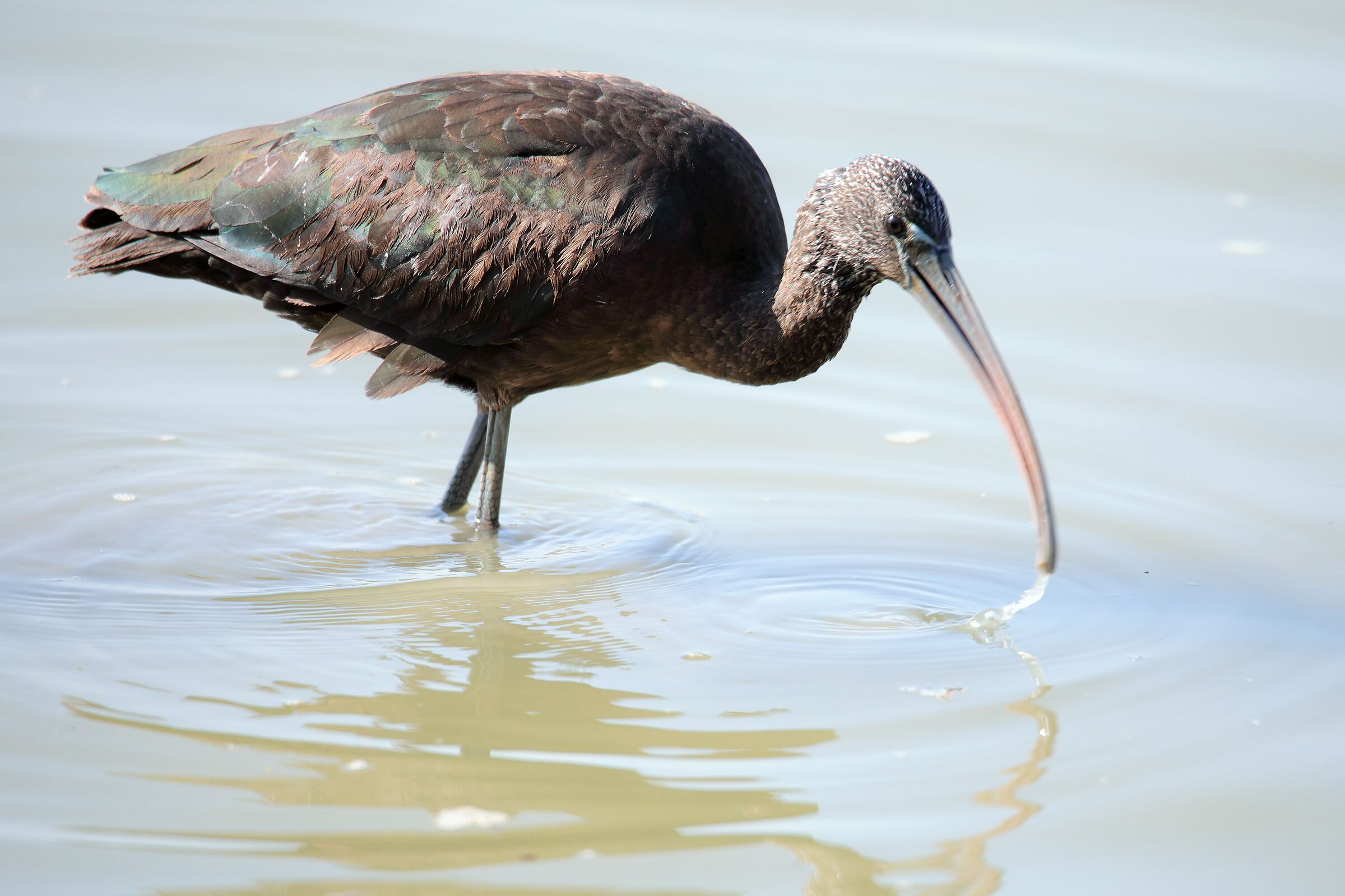 Little Pinkman looking for food