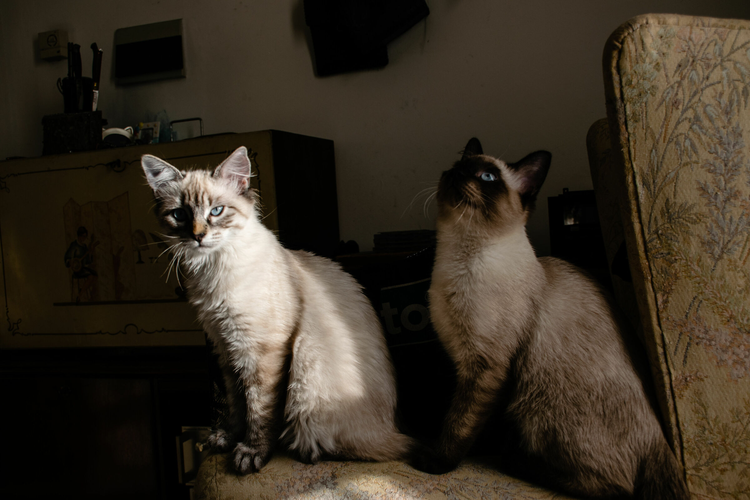 The last arrivals in family