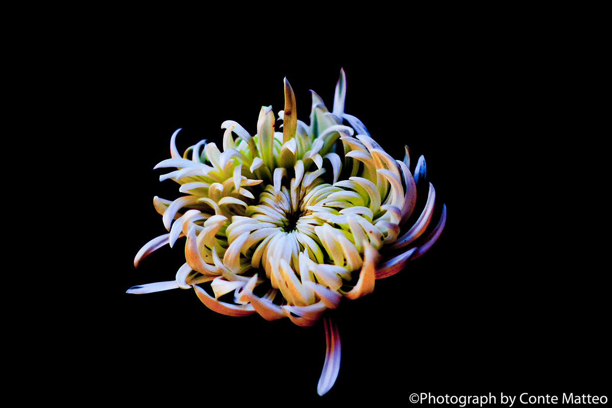 Fluorescenza Floreale