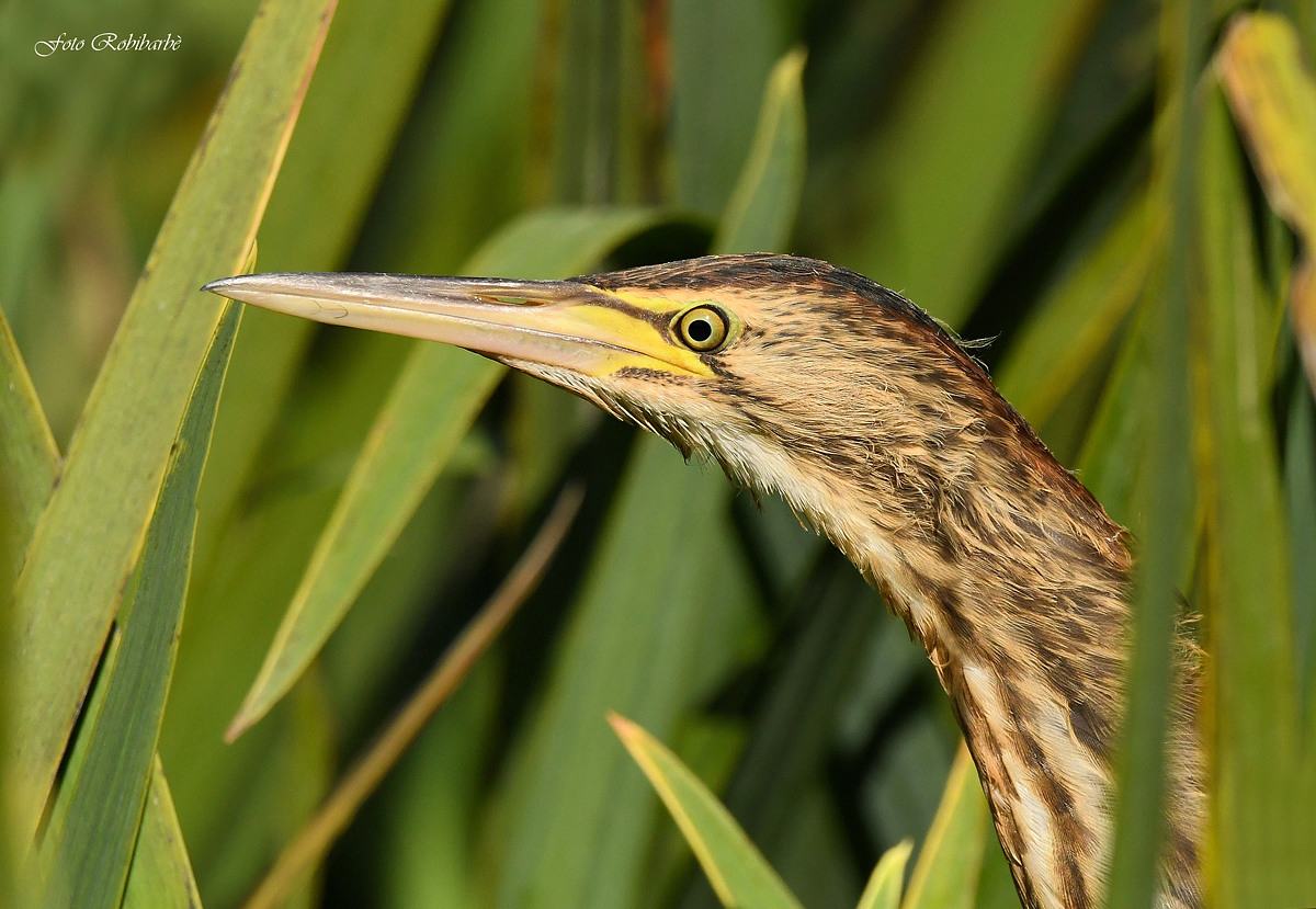 Little Bittern... Too close...