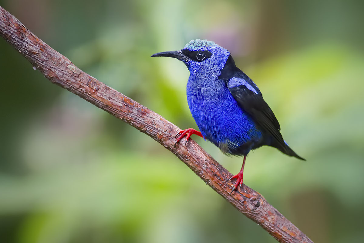 Red-legged Honeycreeper