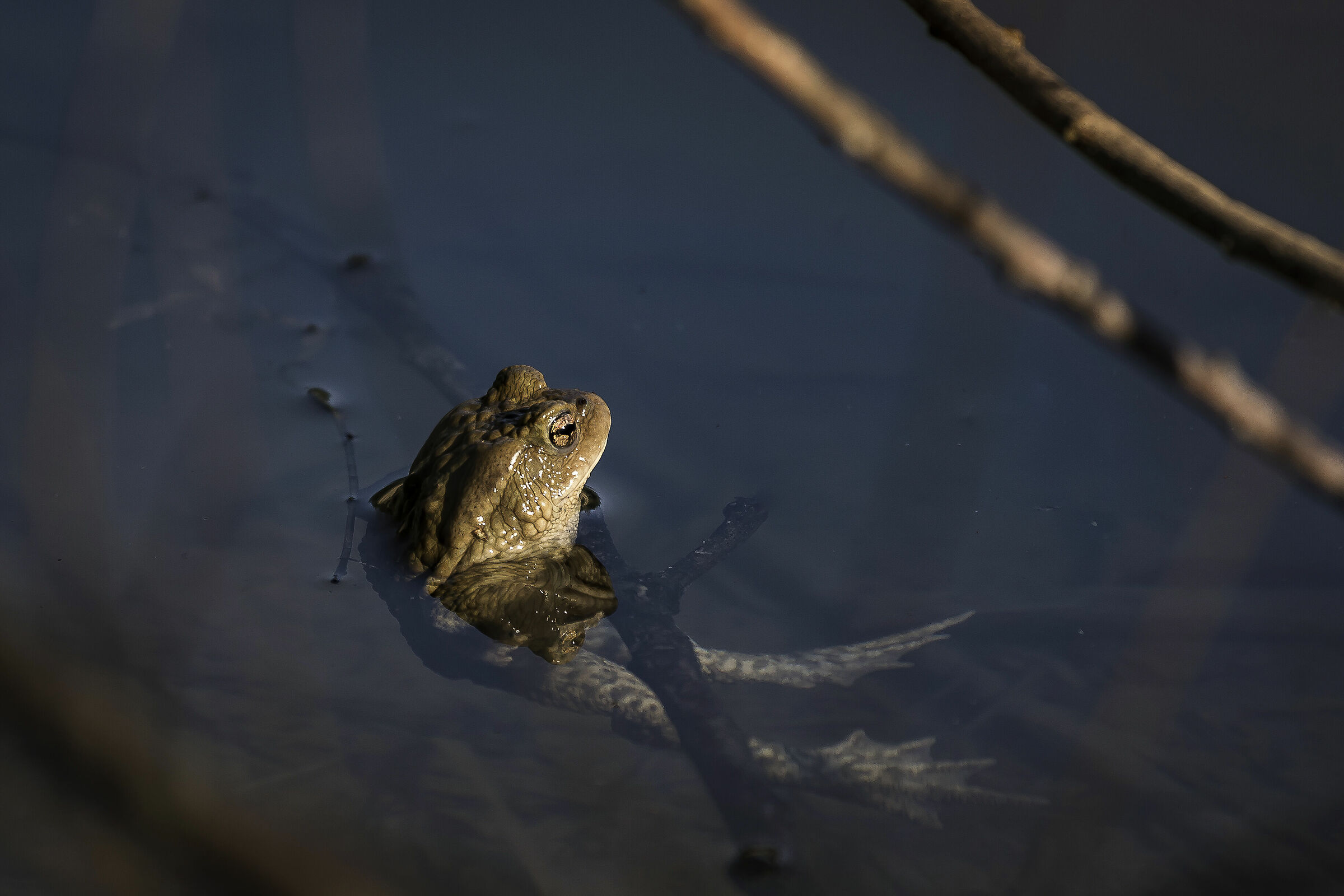 Rospo in totale relax