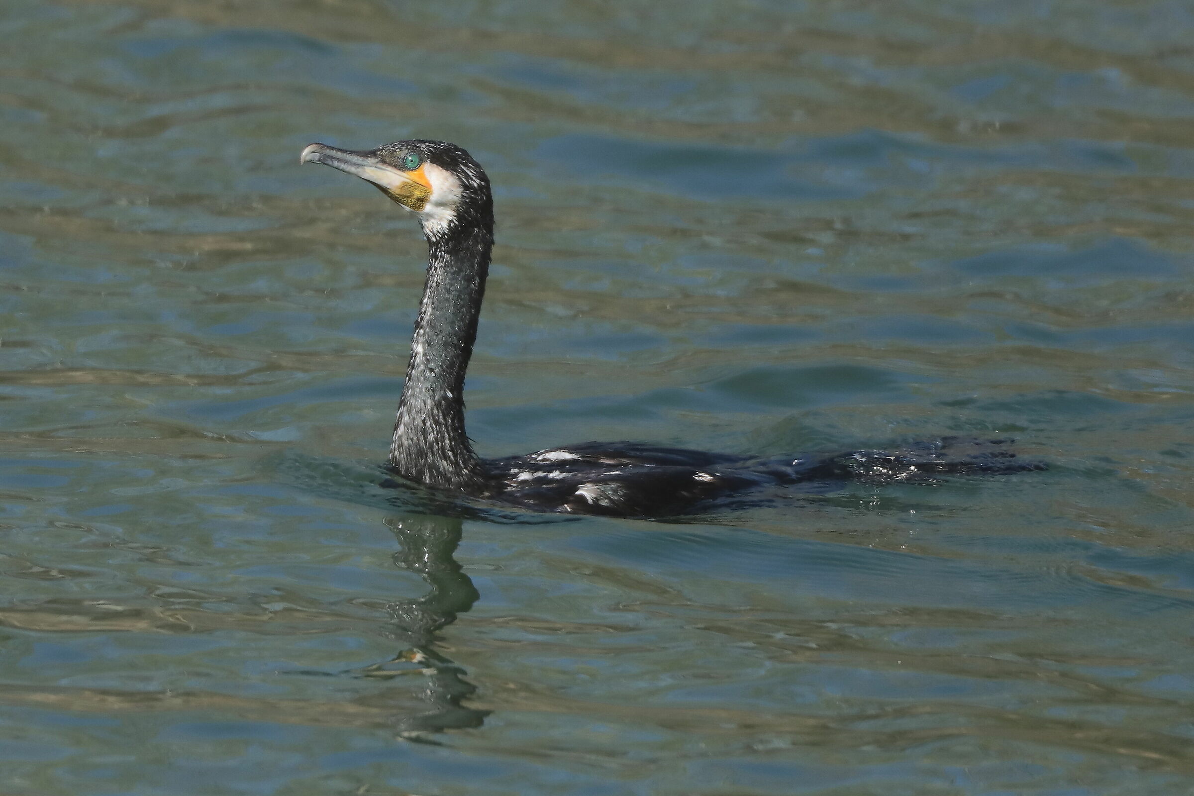Cormorano