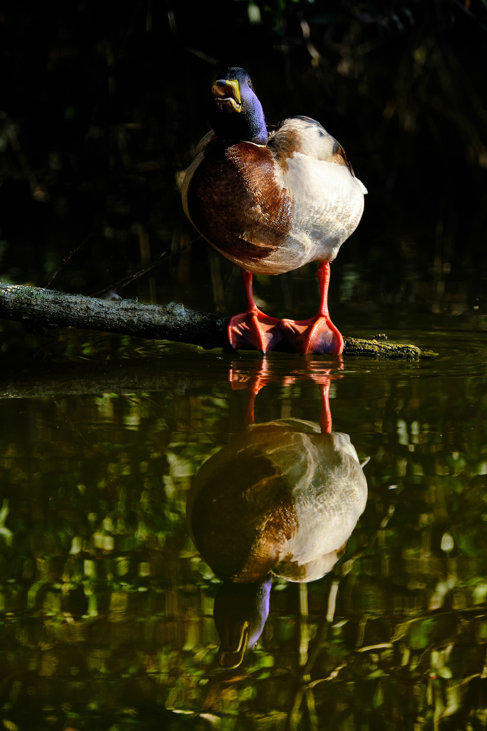 Germano allo specchio