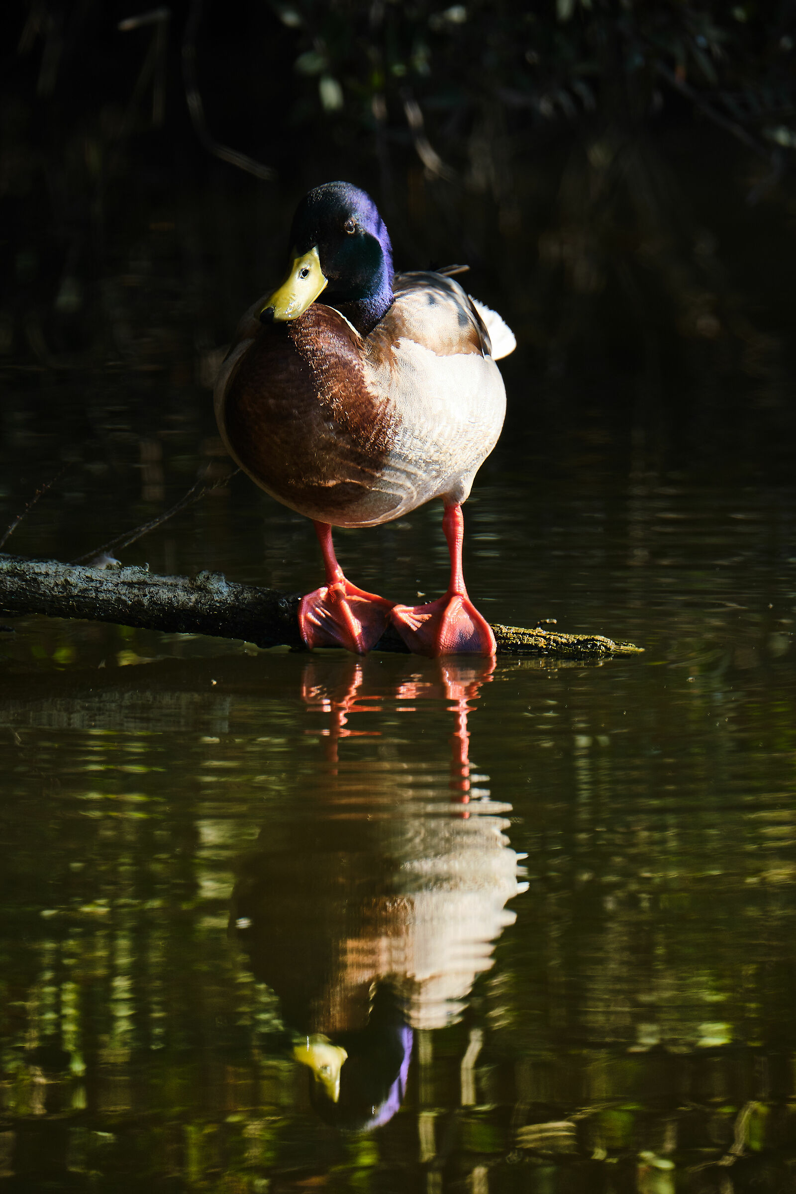 Germano allo specchio