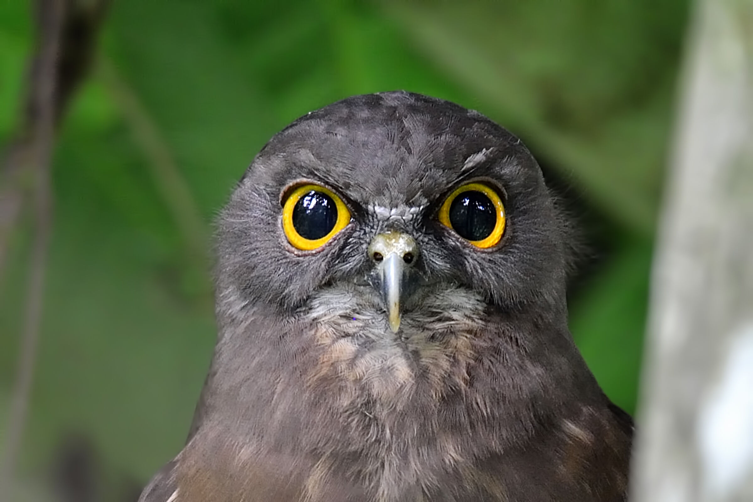 brown hawk owl
