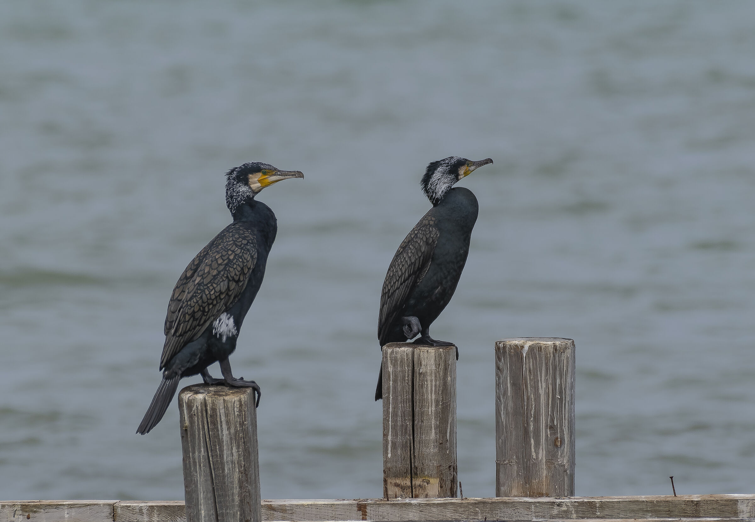 Cormorani in abito-