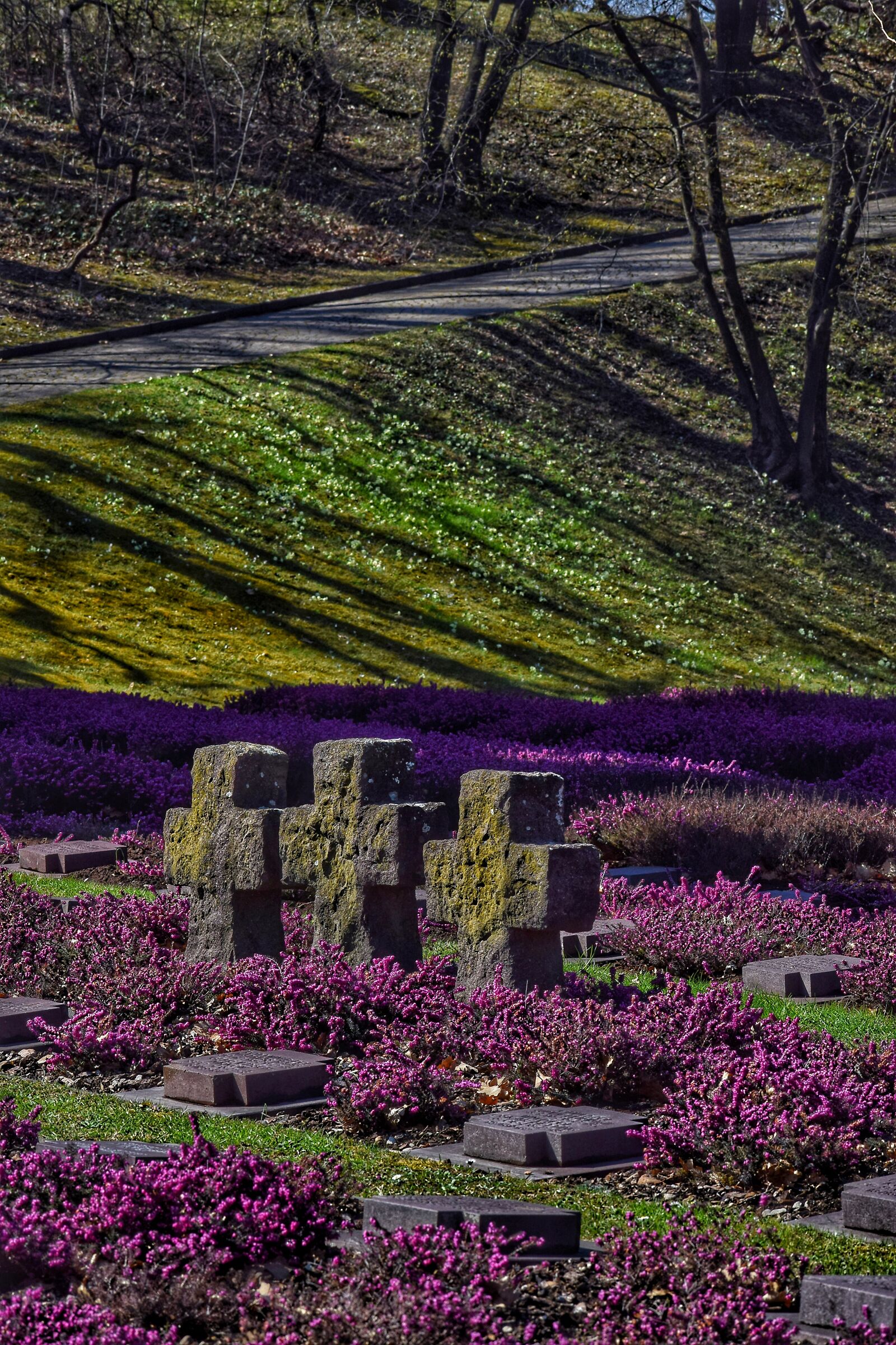 Ma sono mille i papaveri rossi....