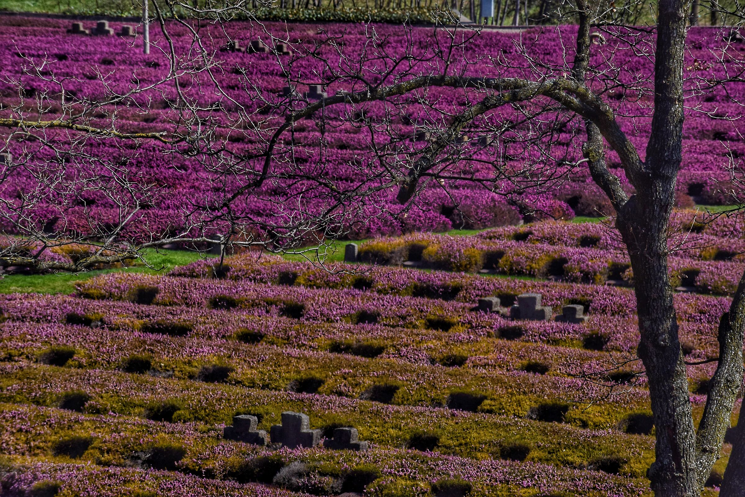 But There are a thousand red poppies.... 2