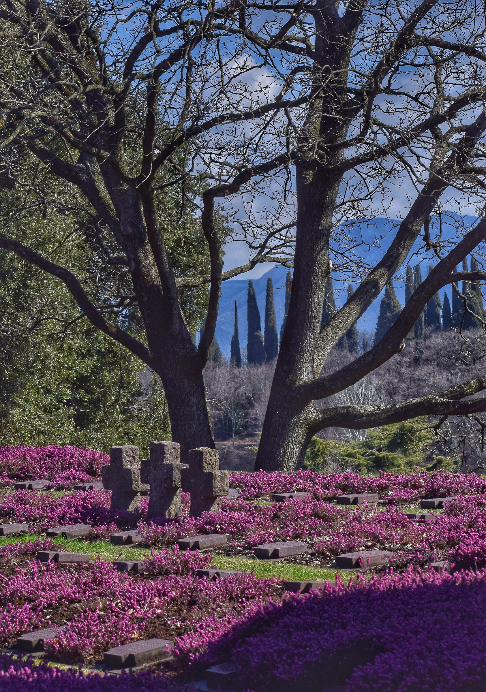 But There are a thousand red poppies.... 3