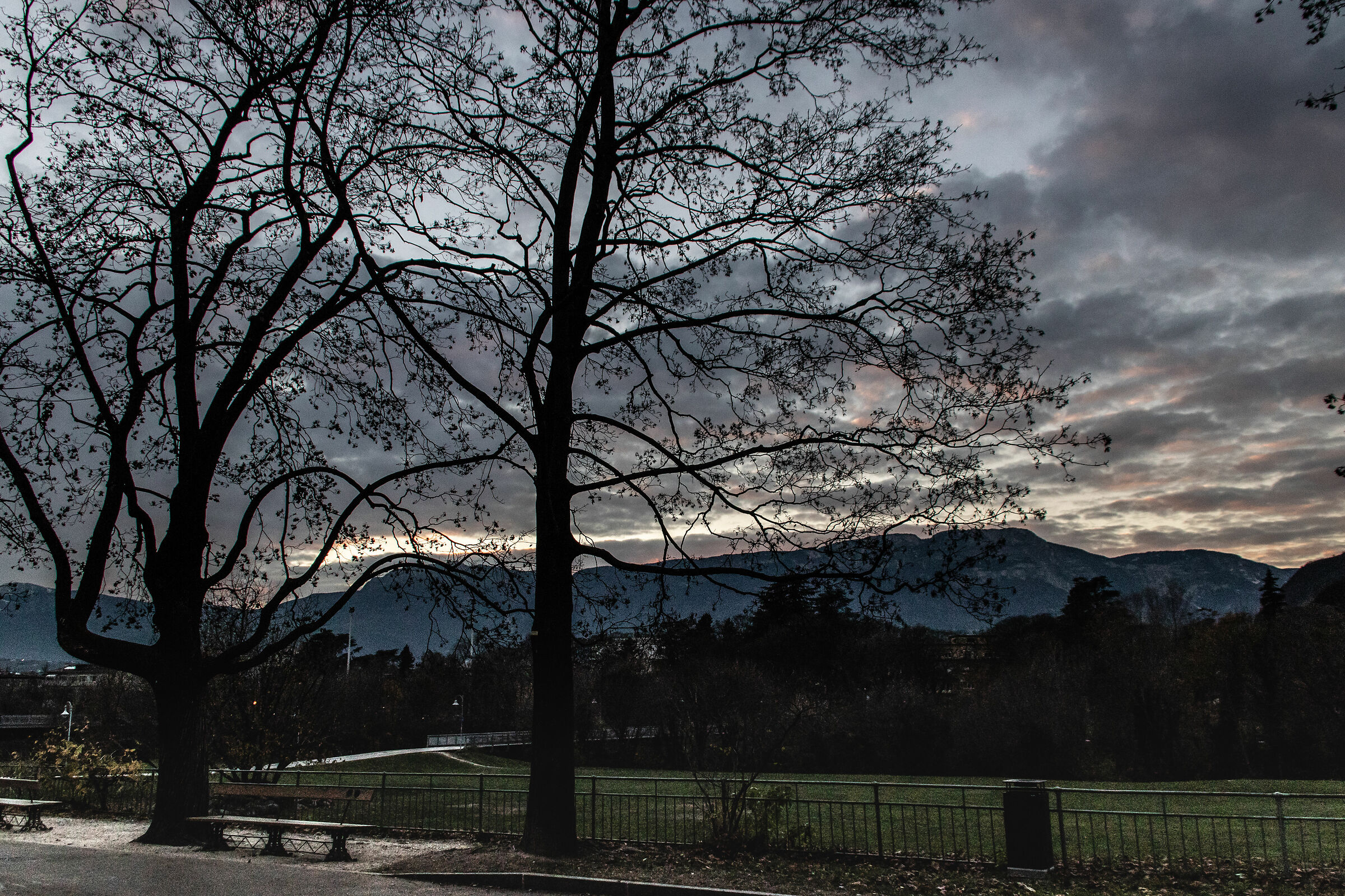 Tramonto tra i rami - Bolzano