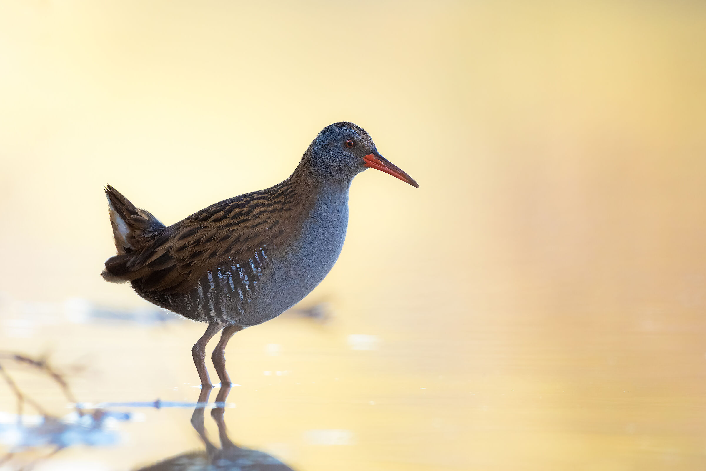 Water Rail