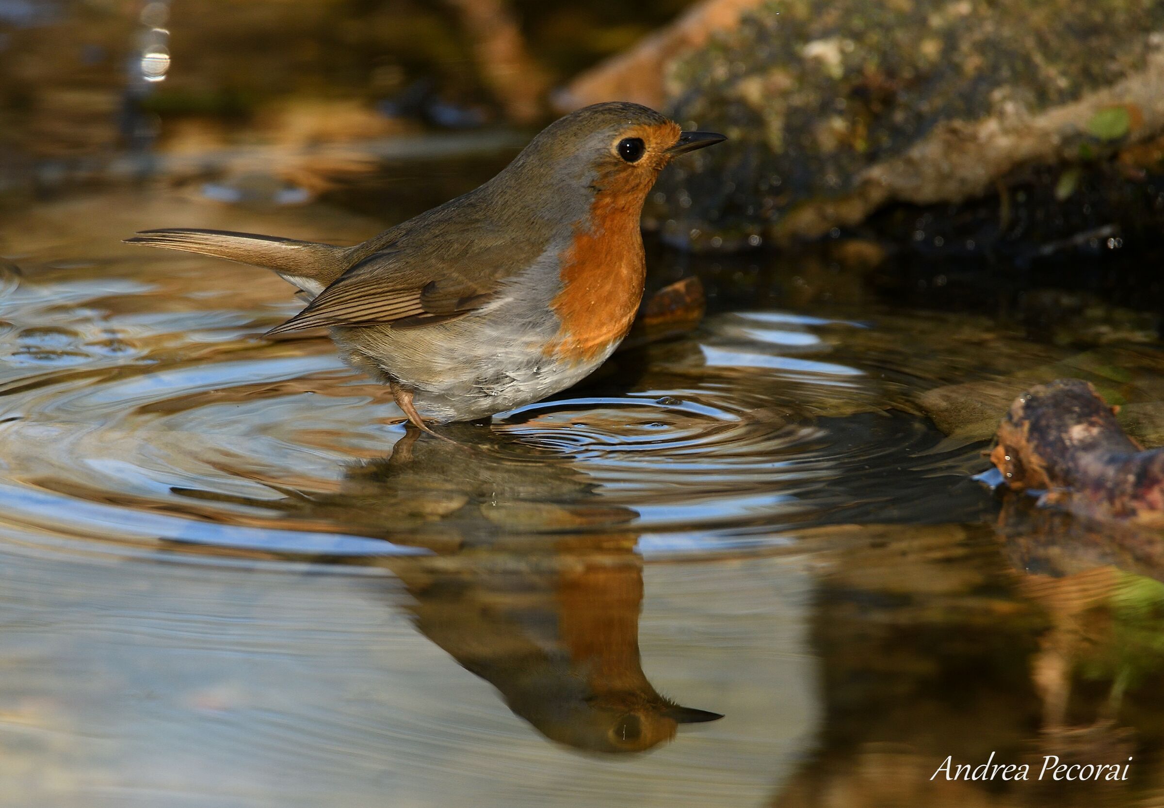 Robin at the Bath