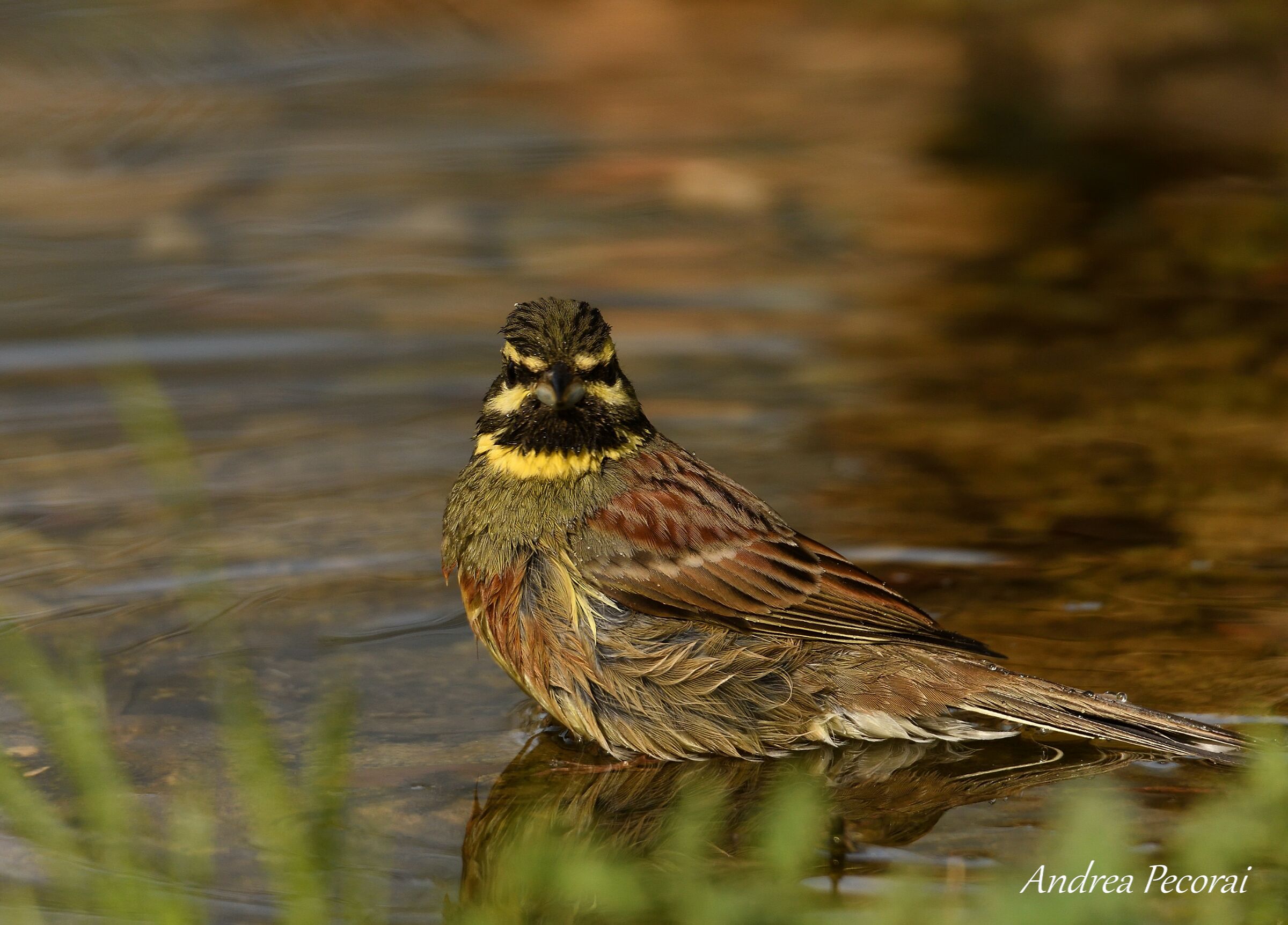 Black Yellowhammer