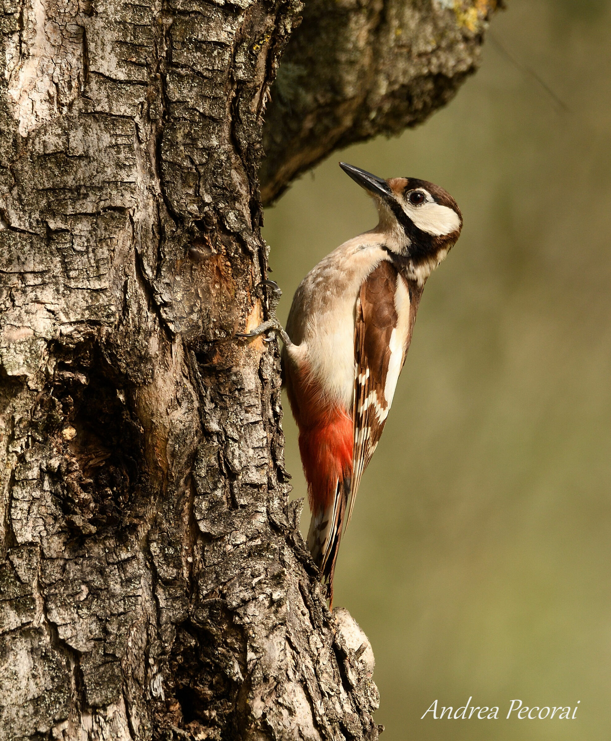 Red Woodpeckers