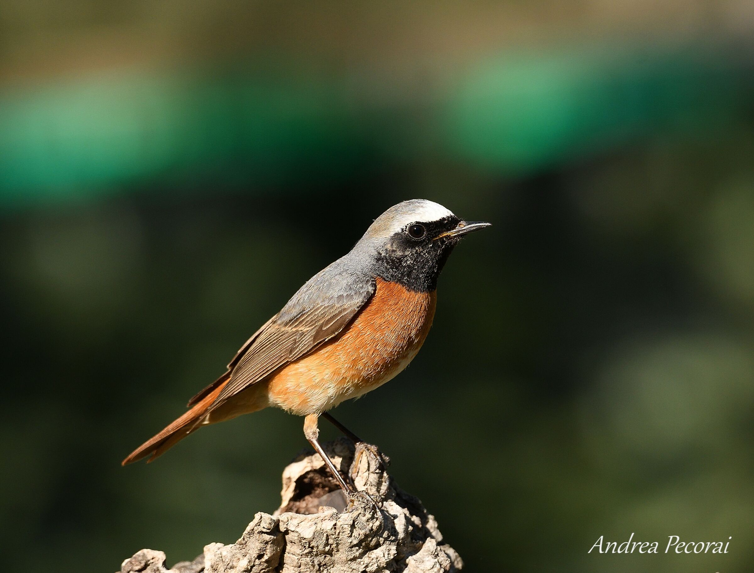 Black Redstart