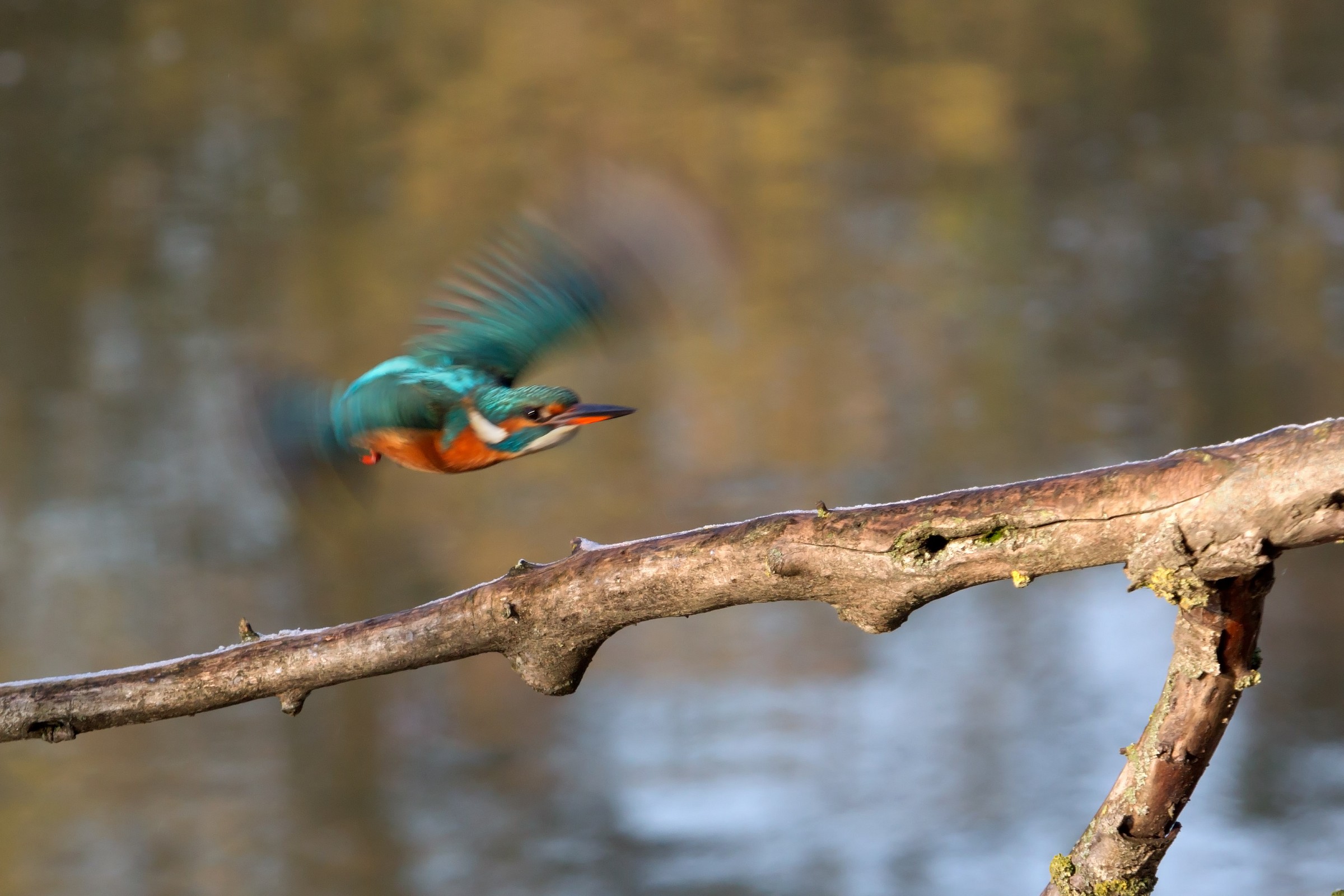 Mi è scappata la martina