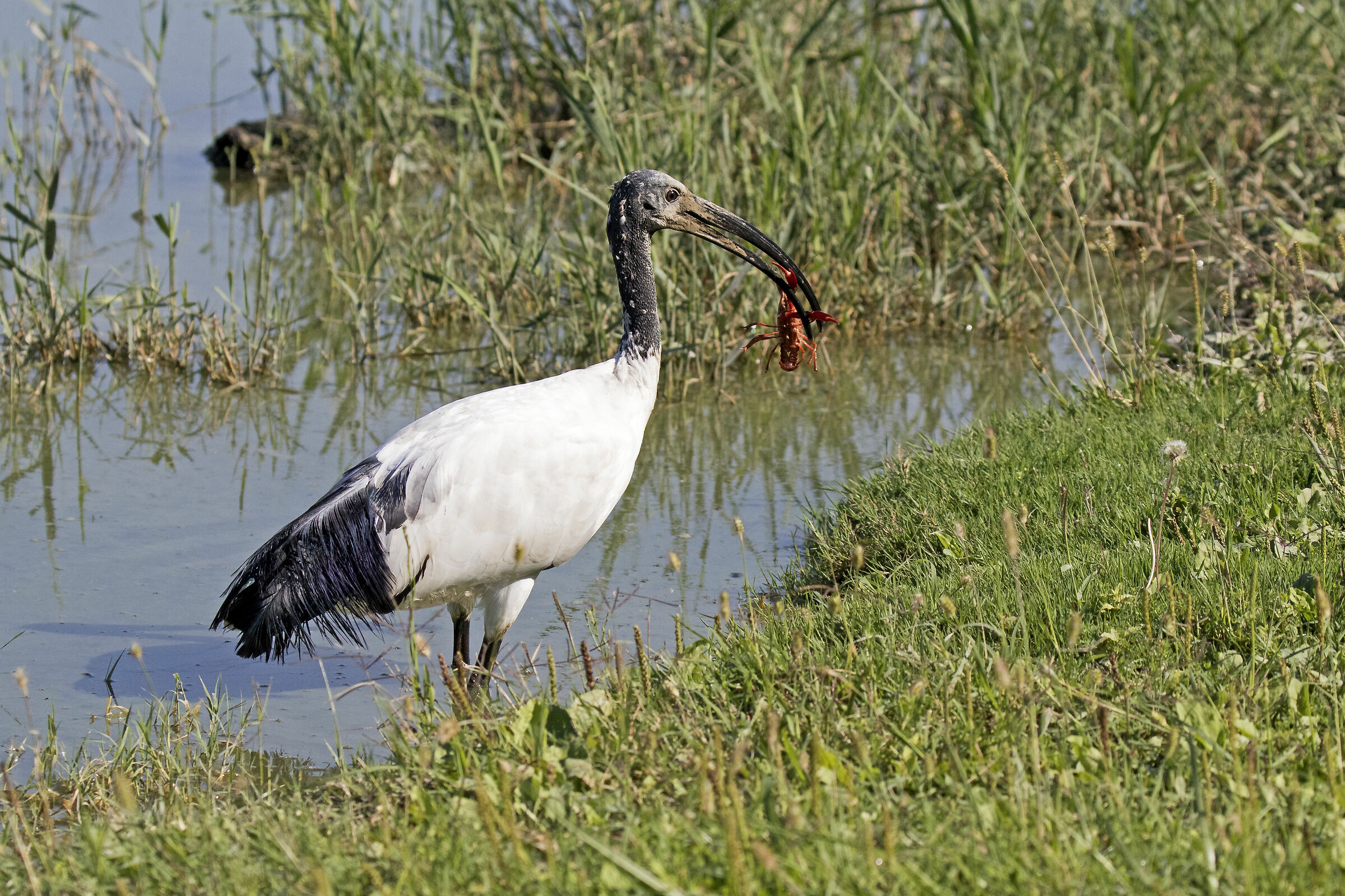Sacred Ibis with Shrimp