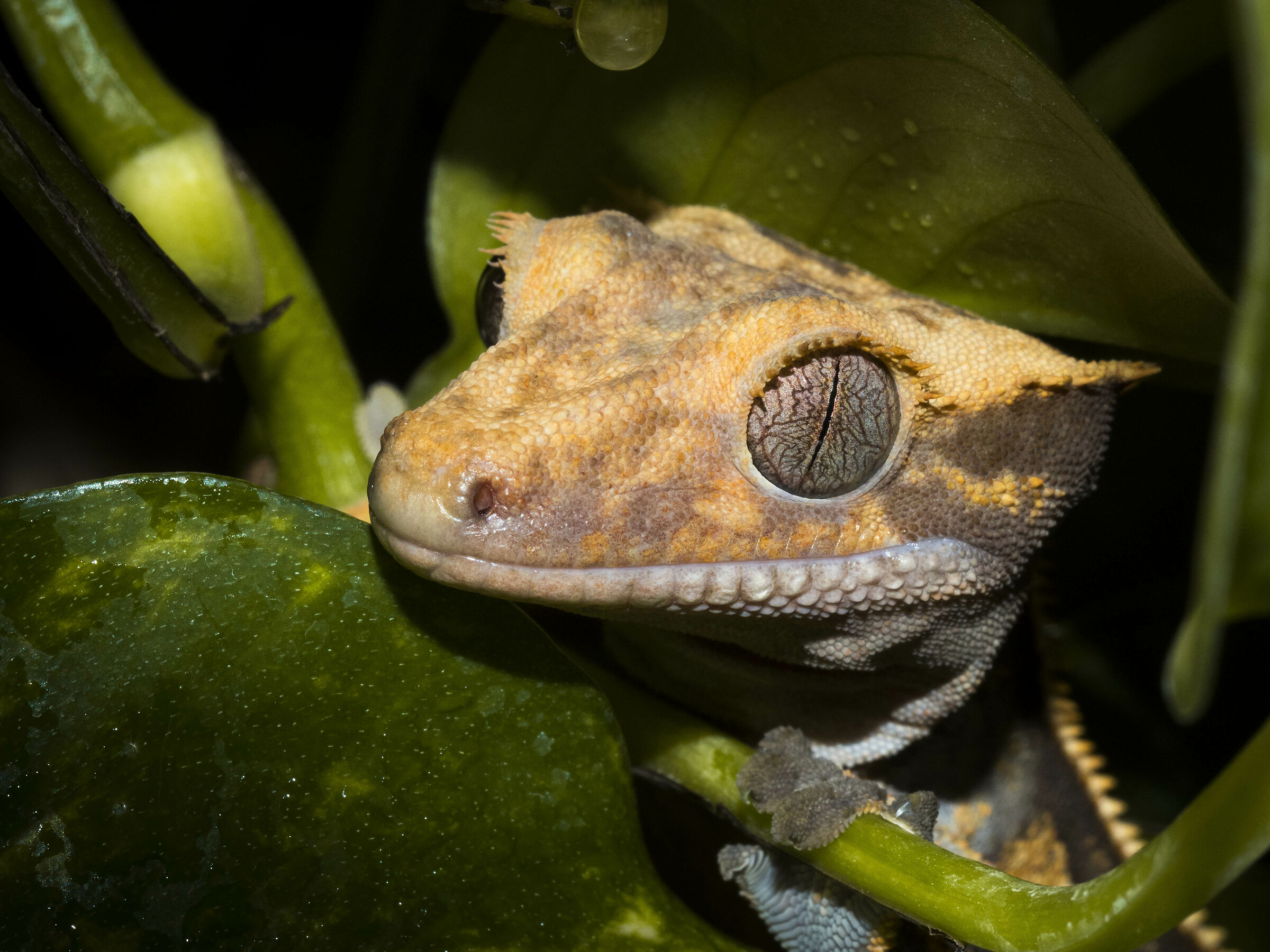 Correlophus Ciliatus 2