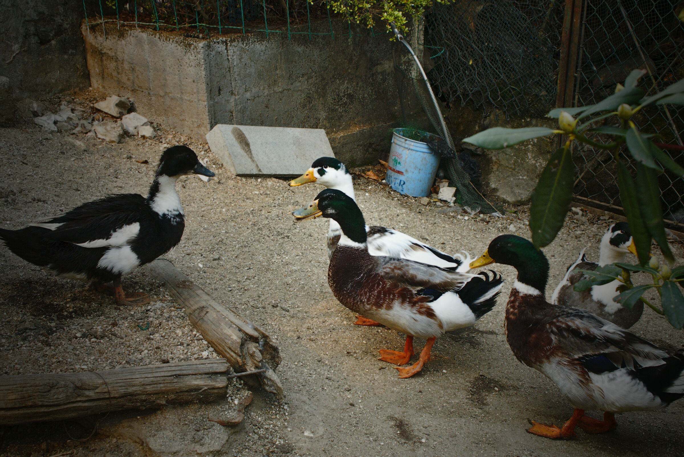 German Royal Captivity