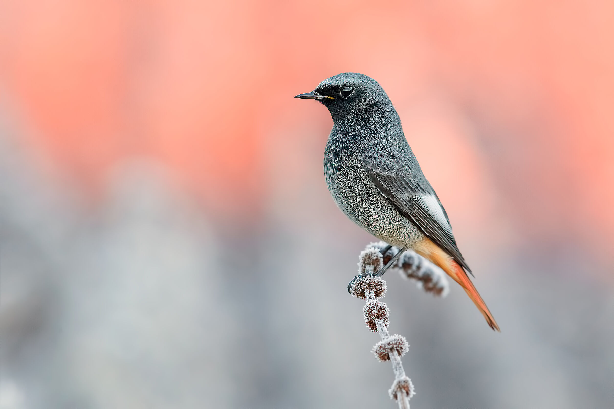 Codirosso Spz Maschio