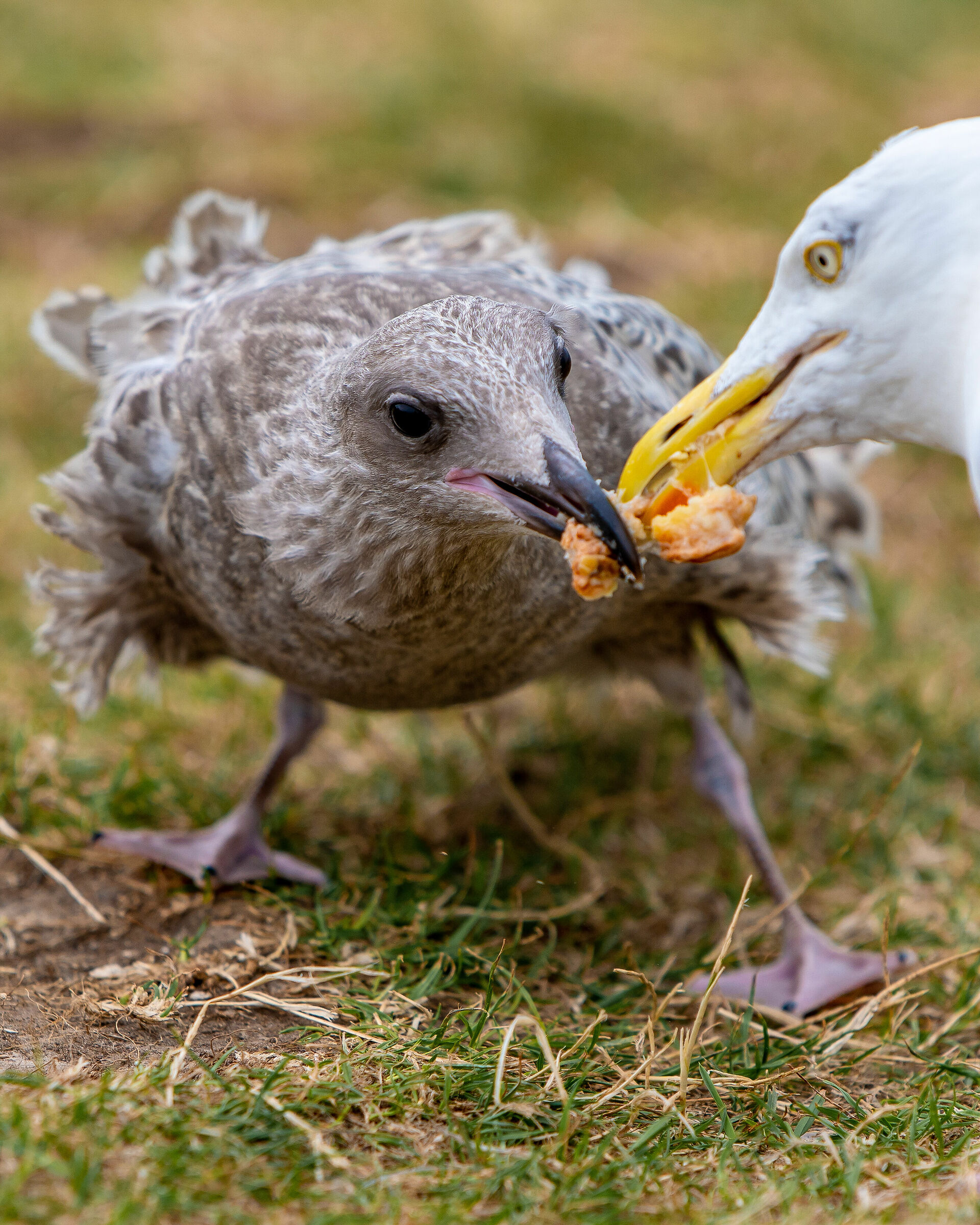 Sharing (or fighting for) food