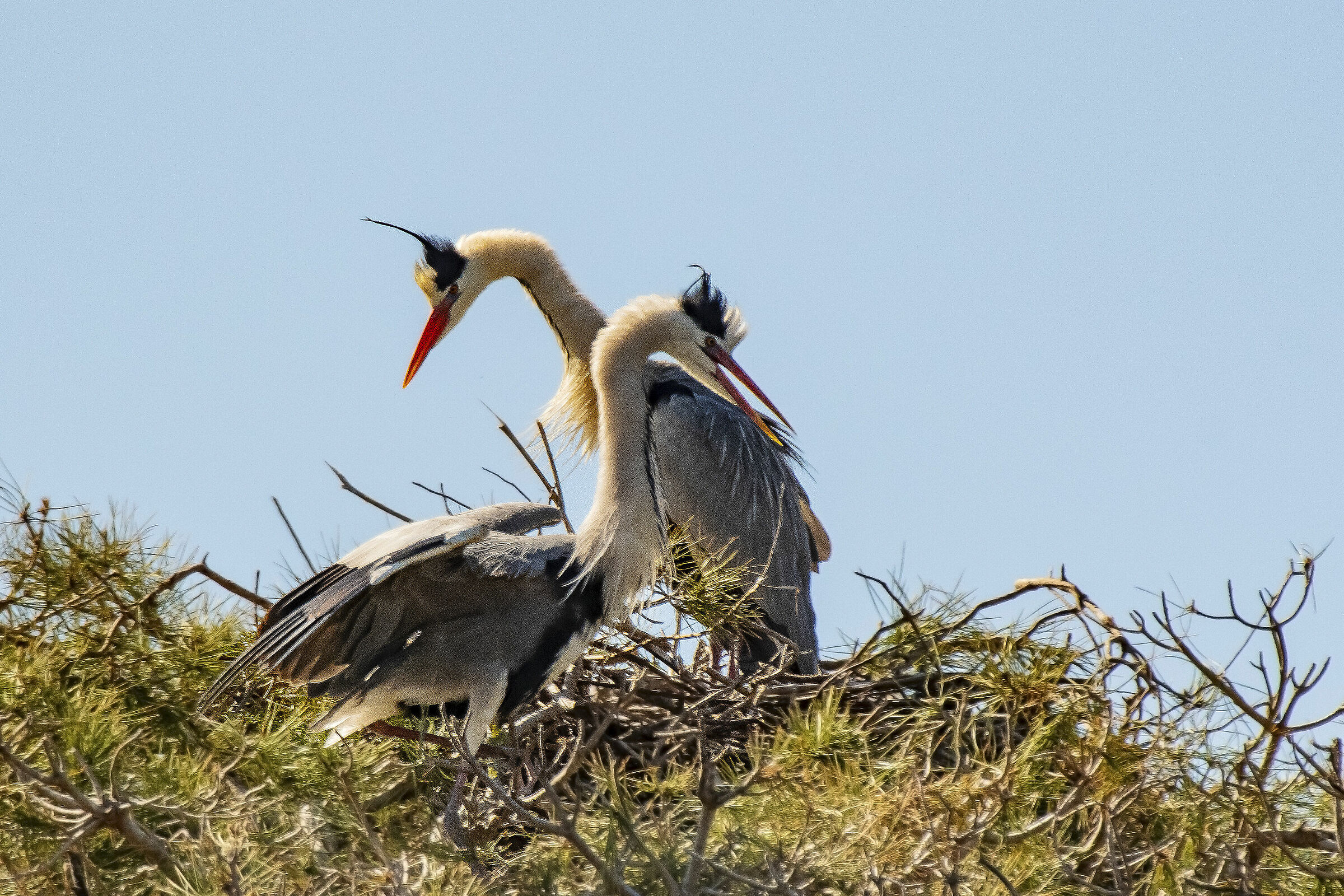 Aironi in nidificazione
