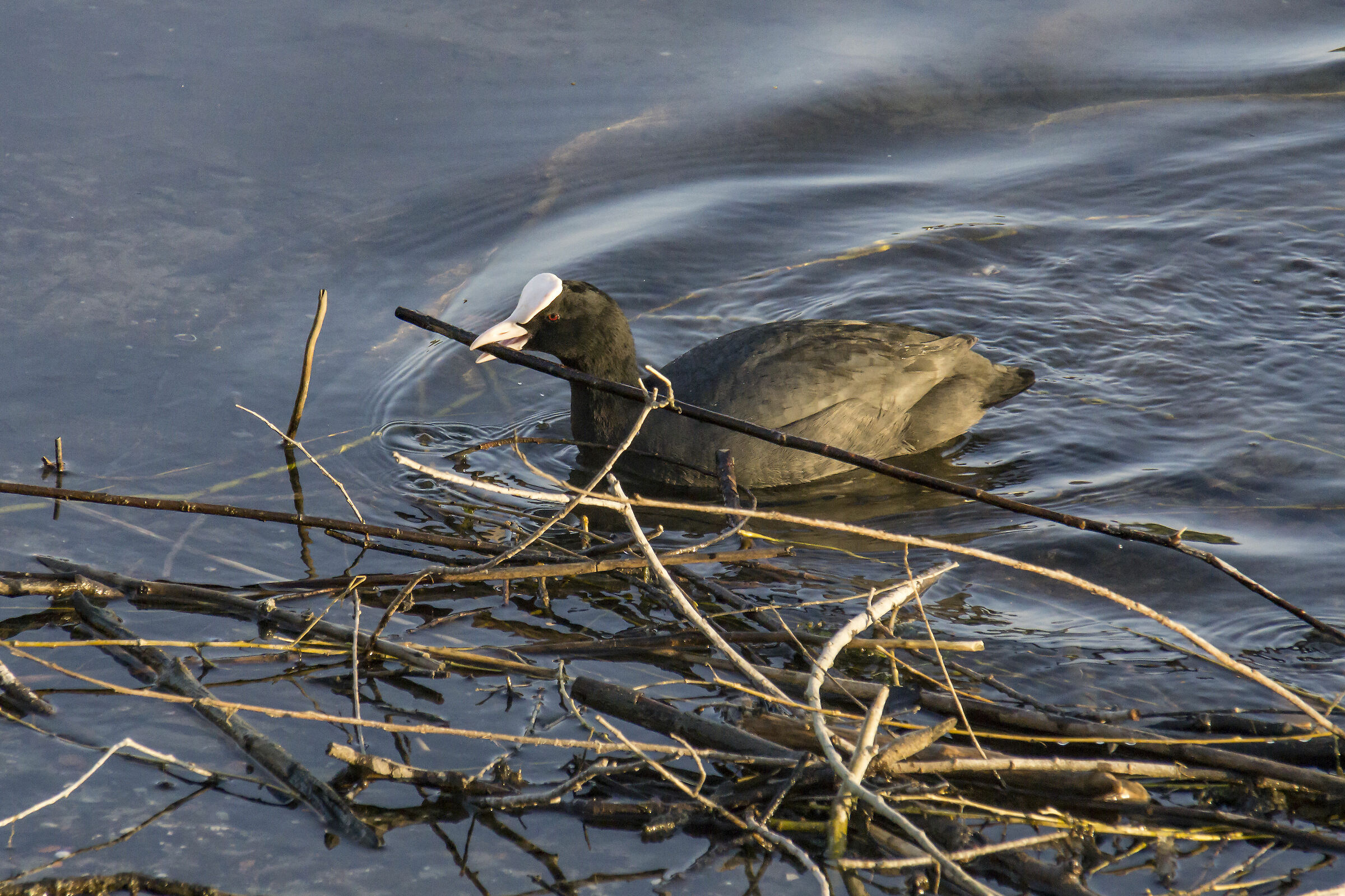 Coot that Begins the construction of a nest