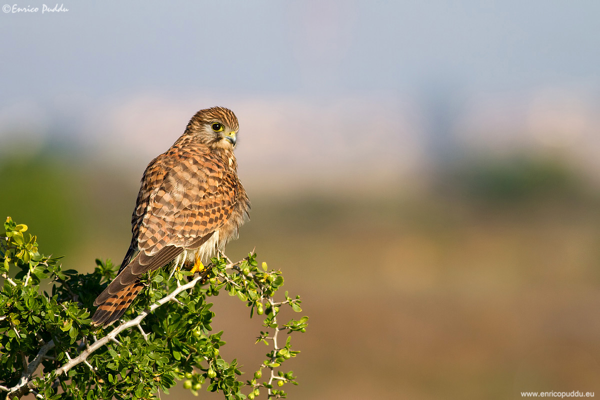 Kestrel