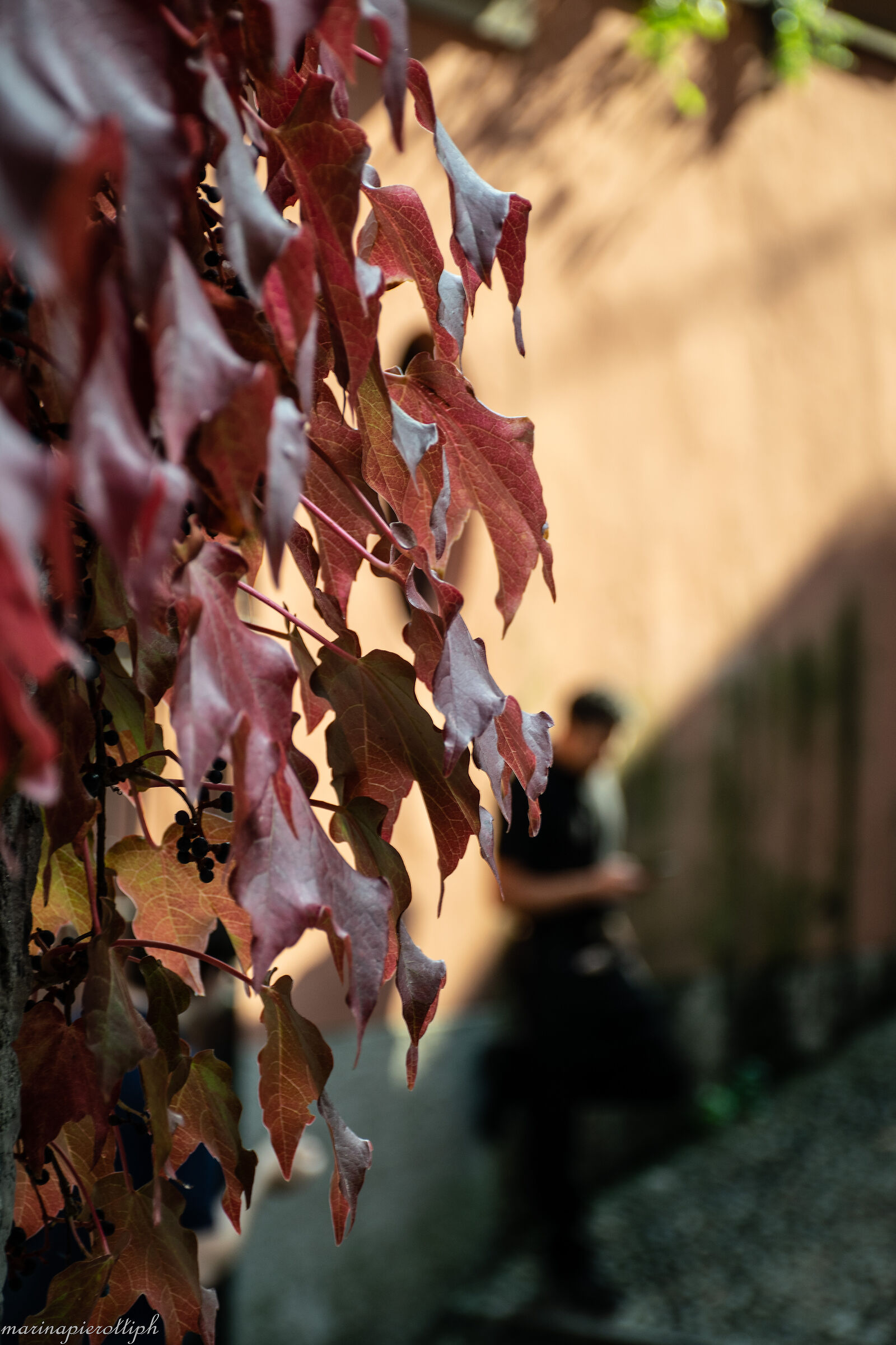 l'importanza del muro