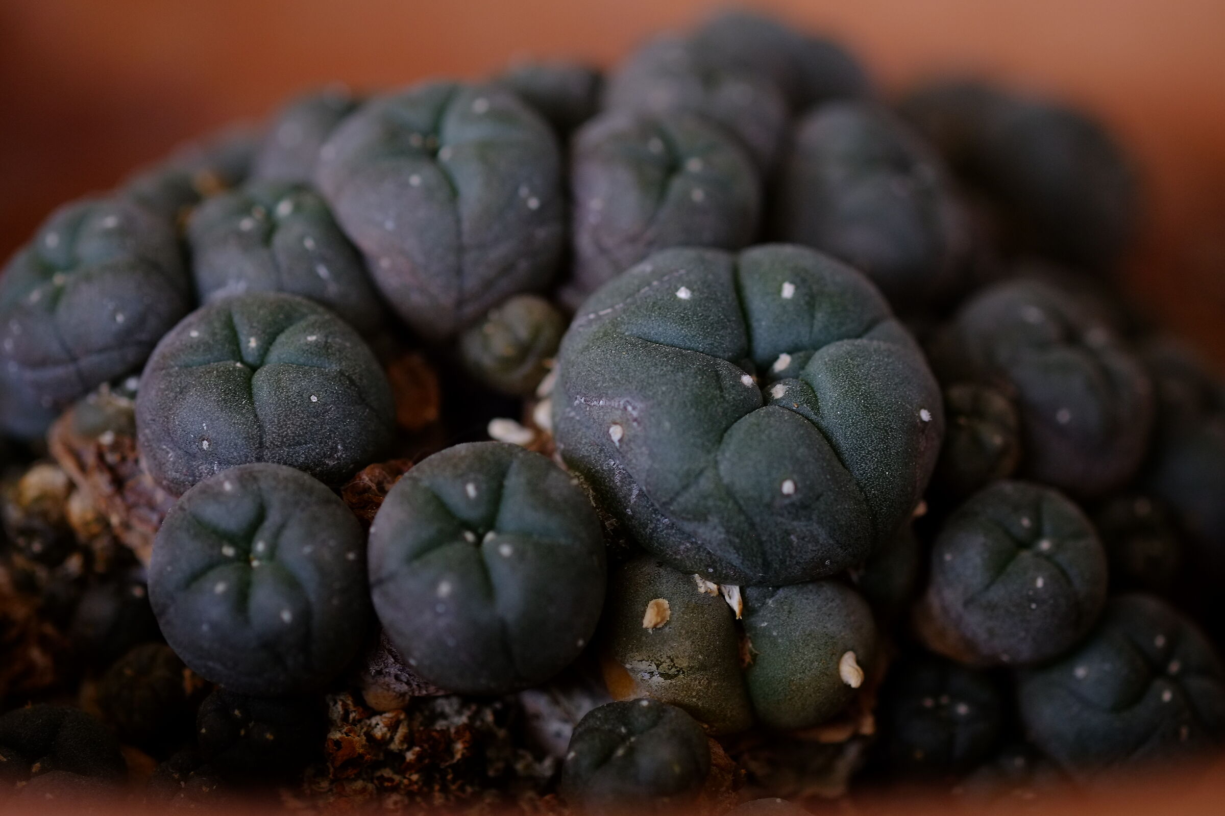 Lophophora williamsii
