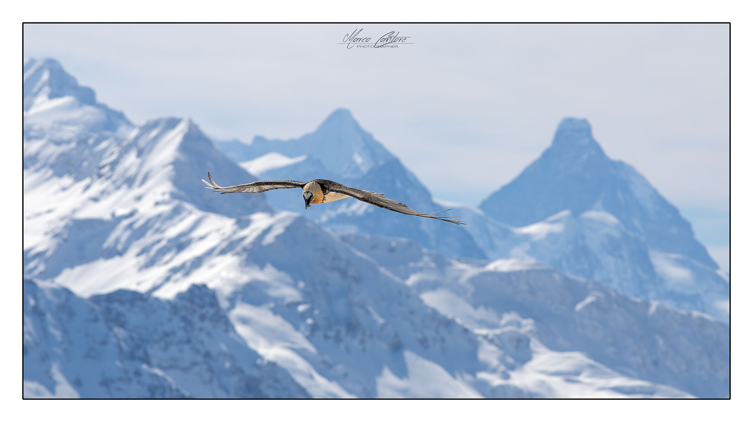 The bearded Vulture and the Matterhorn-Gypaetus barbatus