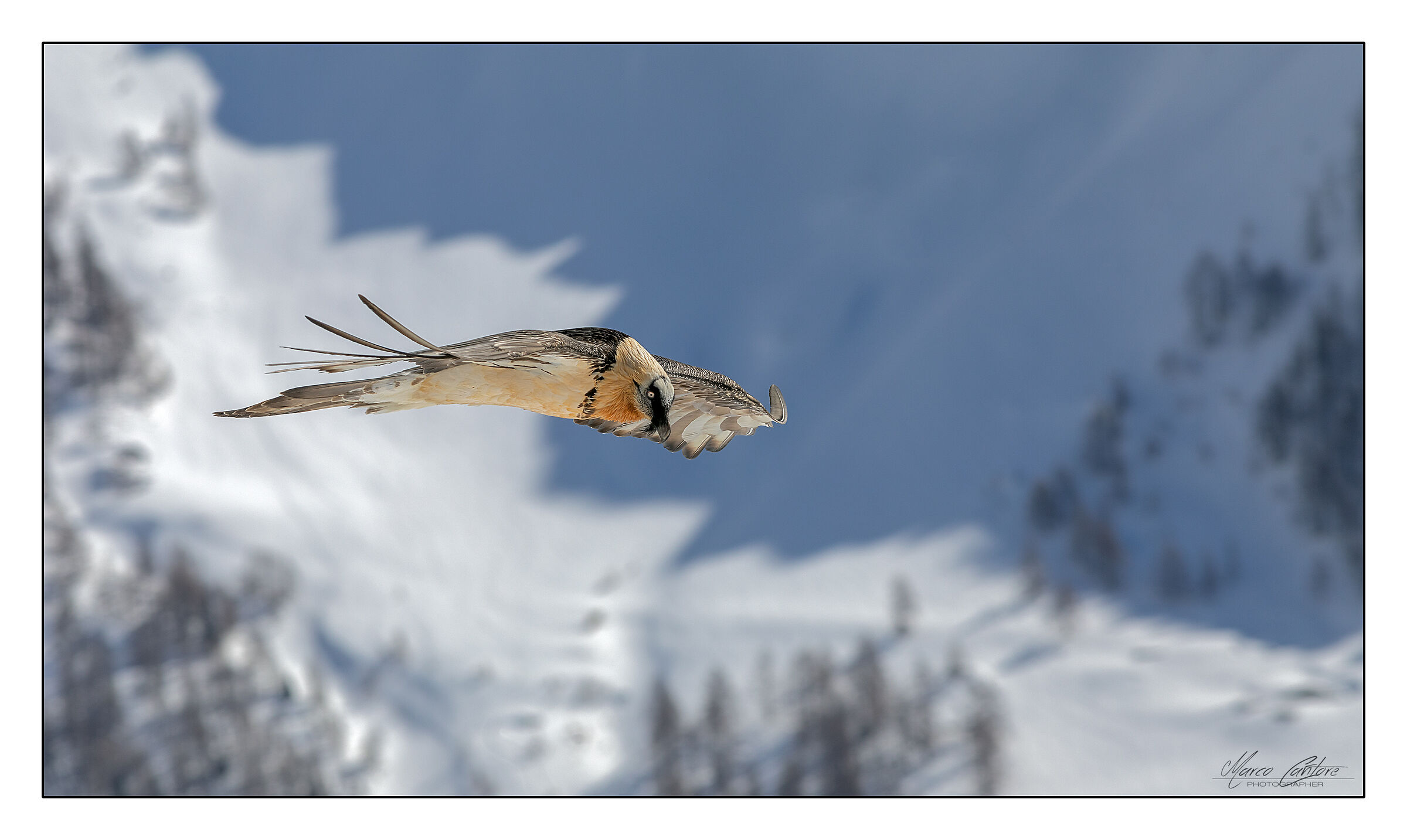 Bearded Vulture-Gypaetus barbatus