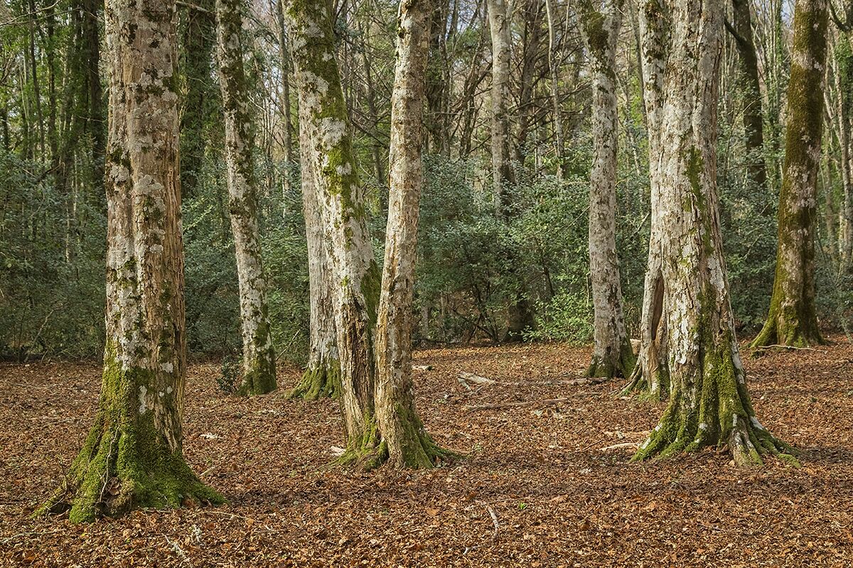 Morning into the forest