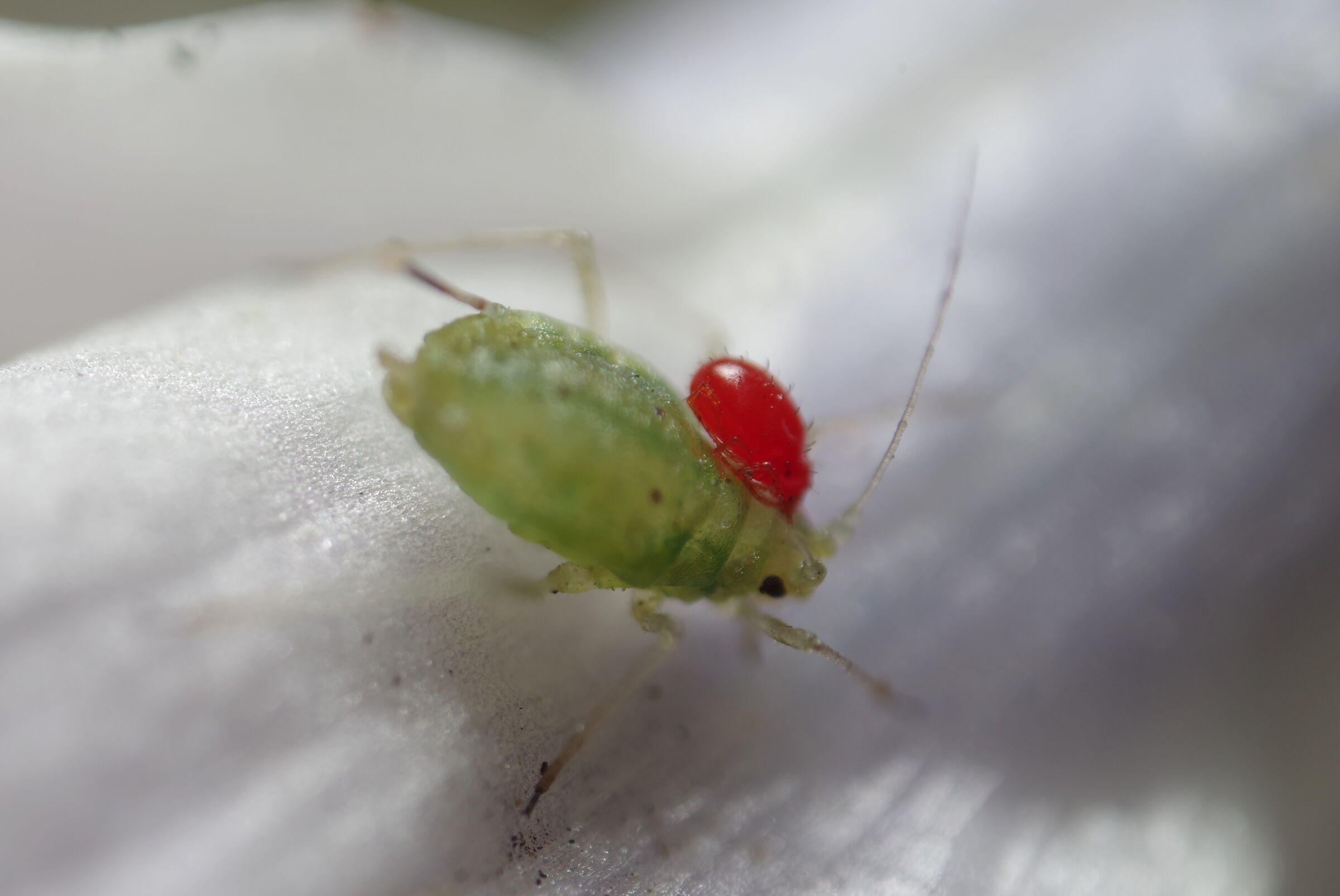 Aphid parasited by Mite