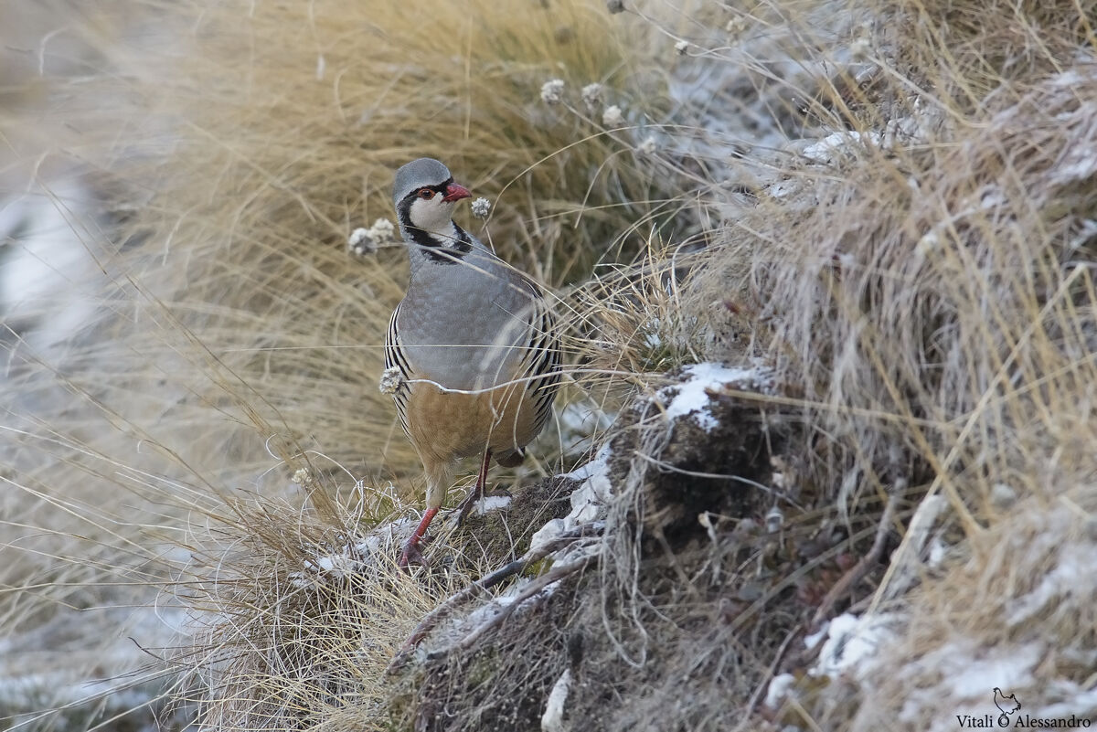 Coturnice delle Alpi