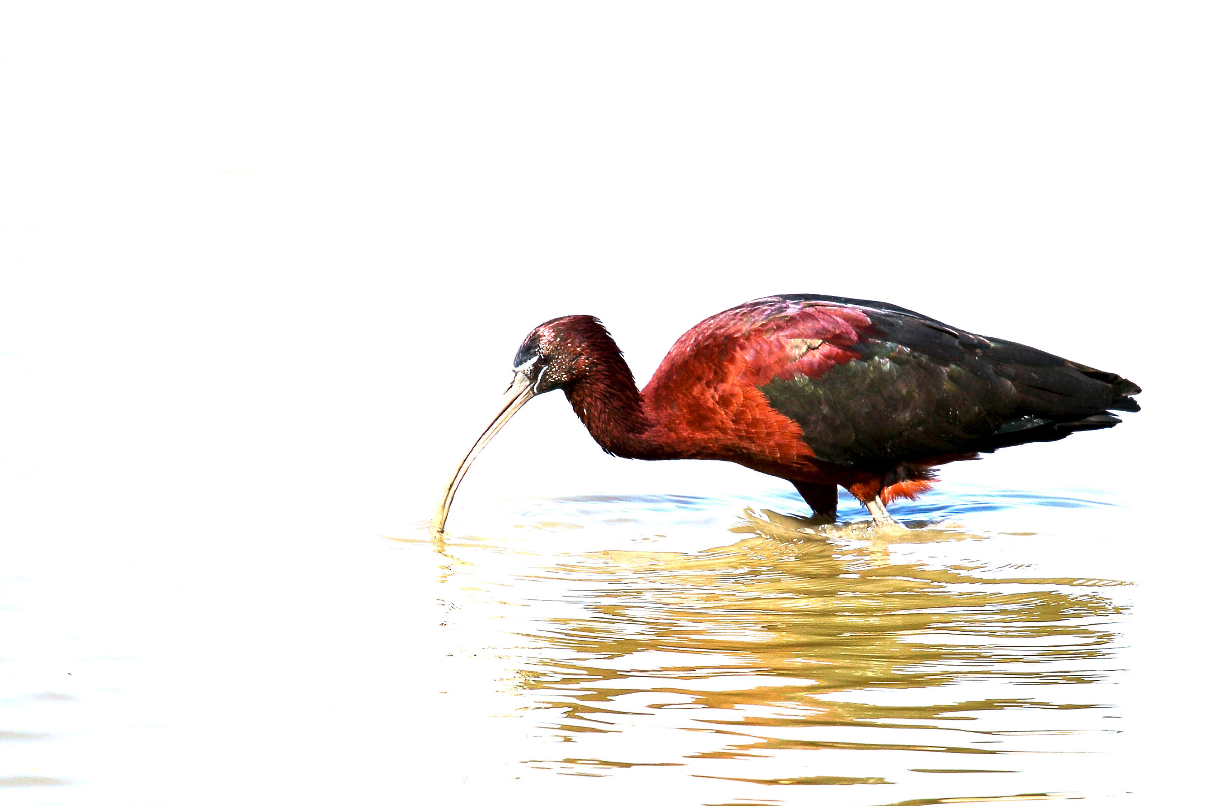 Abstract Little Finger