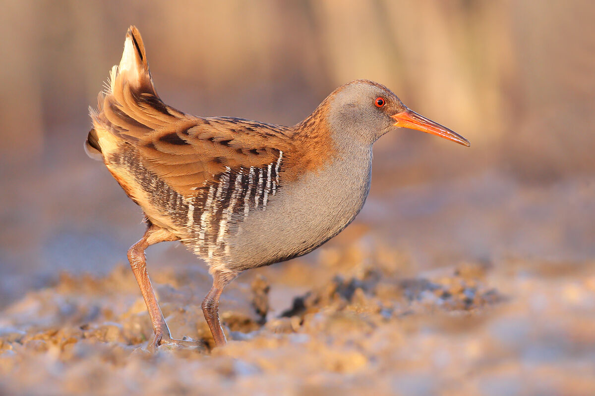 Water Rail