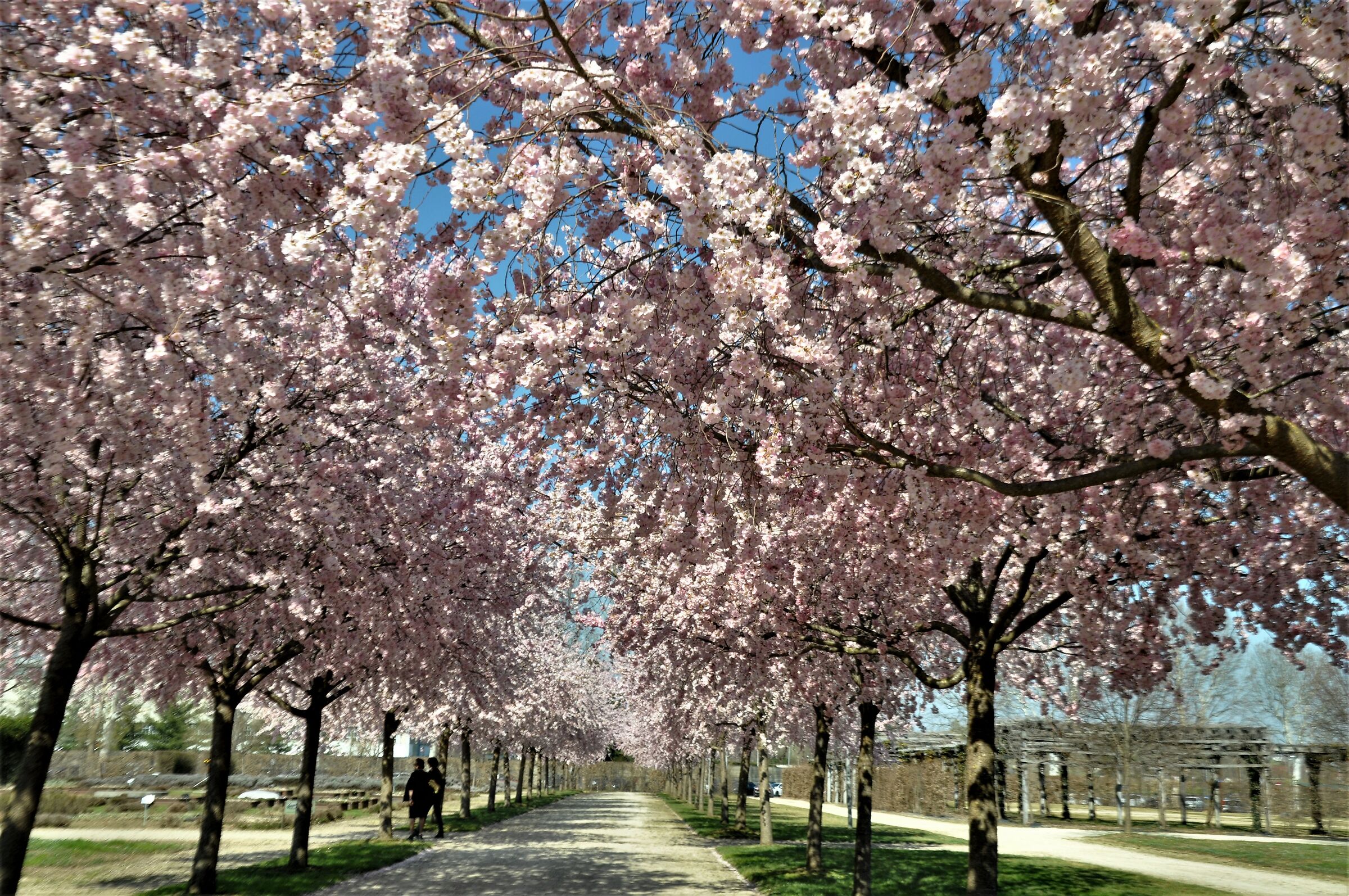 Primavera alla Reggia di Venaria