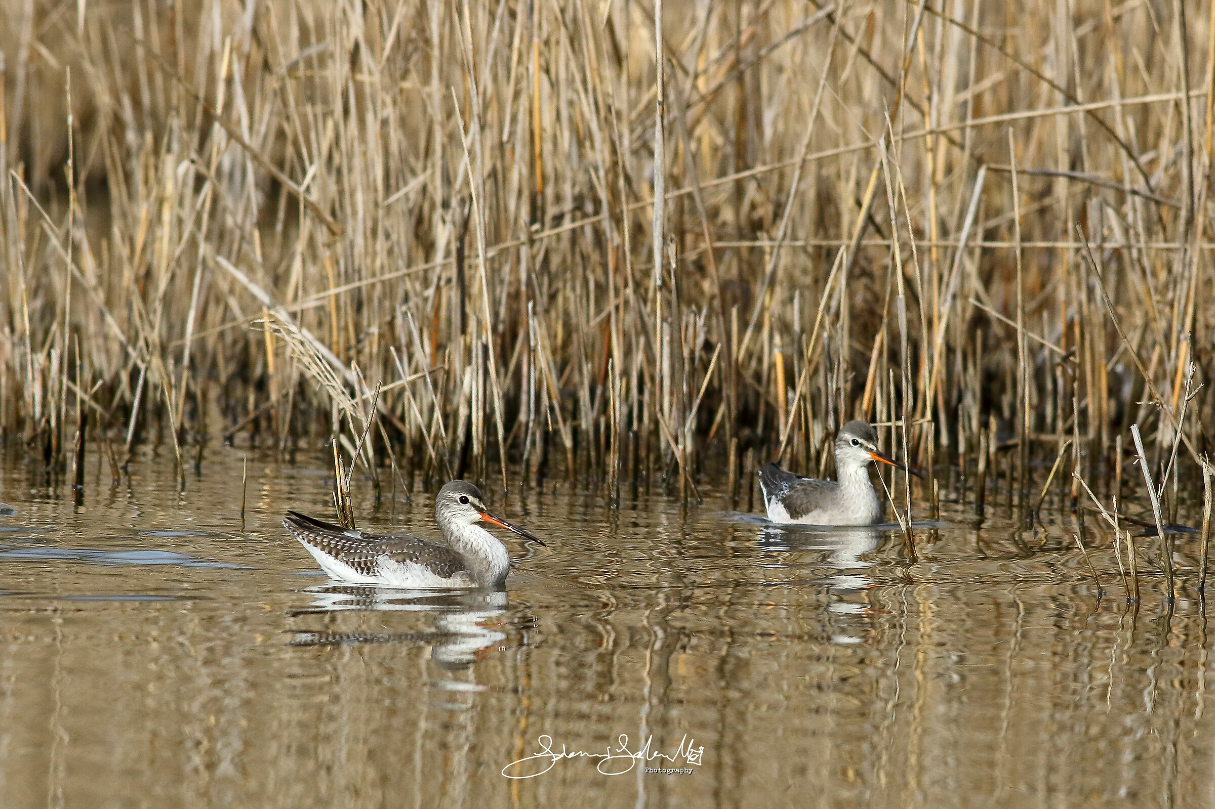 Totano moro (Tringa erythropus - pallas, 1764)