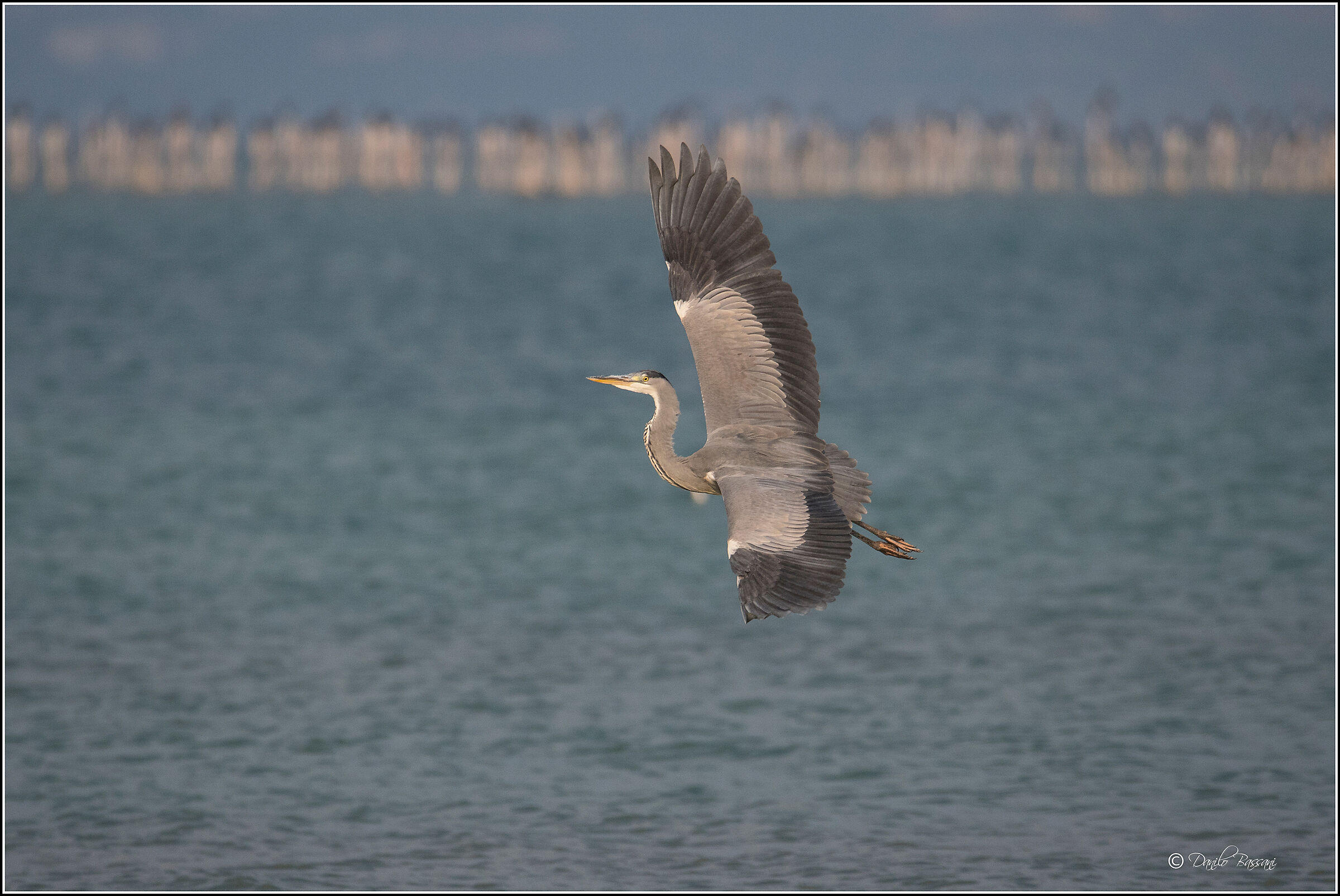 Grey Heron