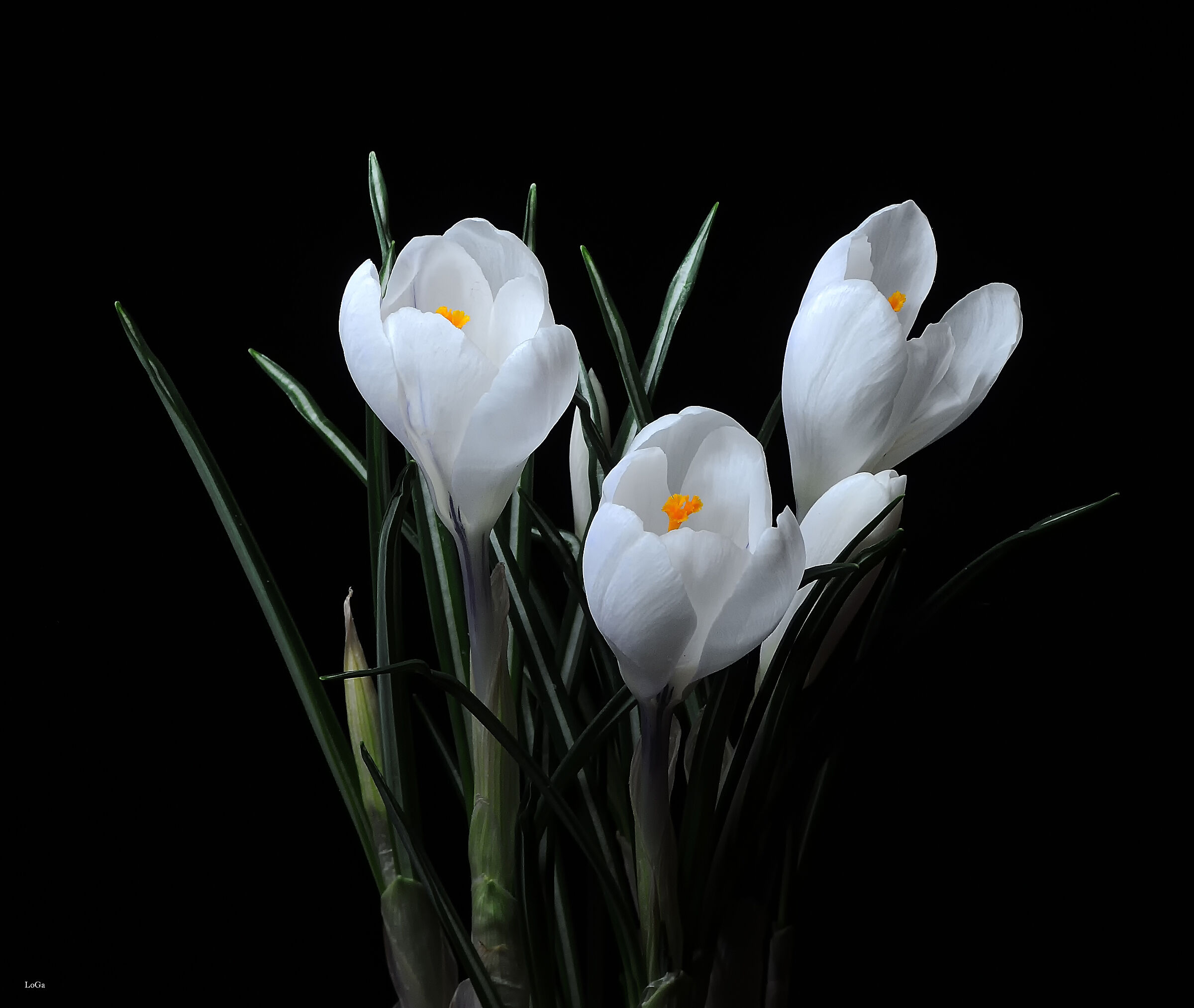Crocus