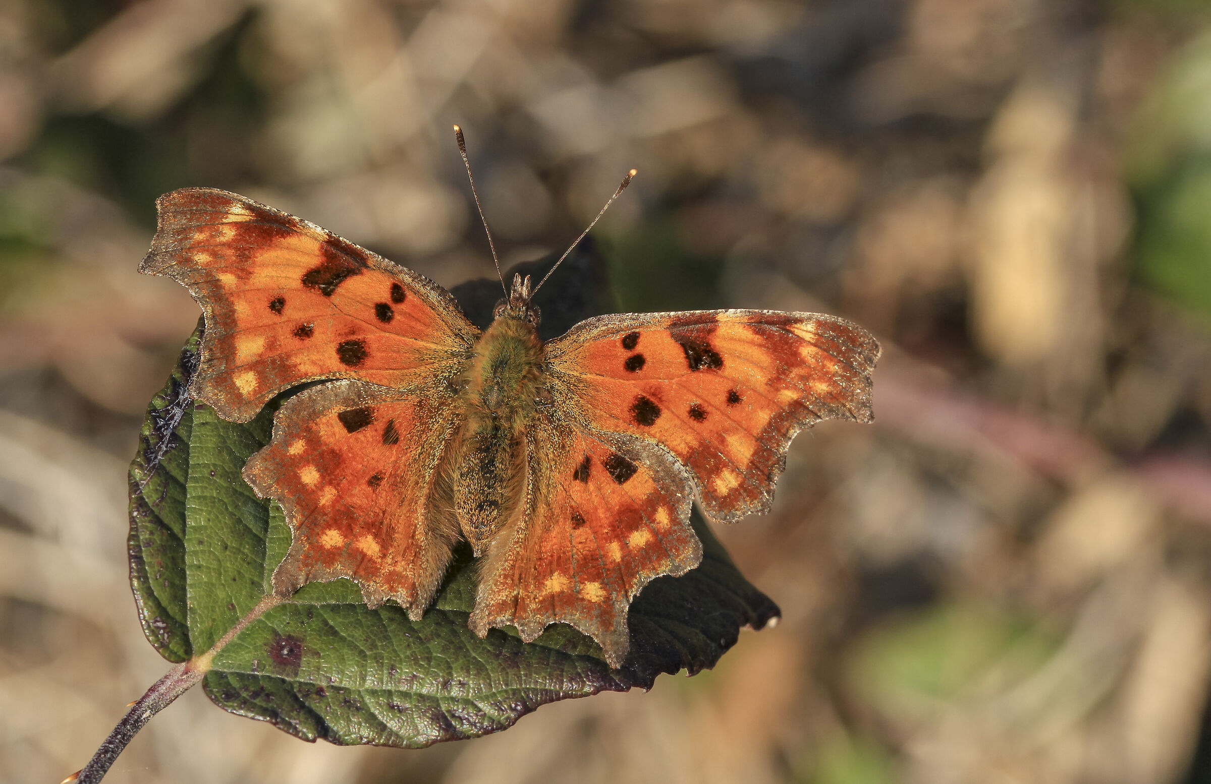 Polygonia Aegean