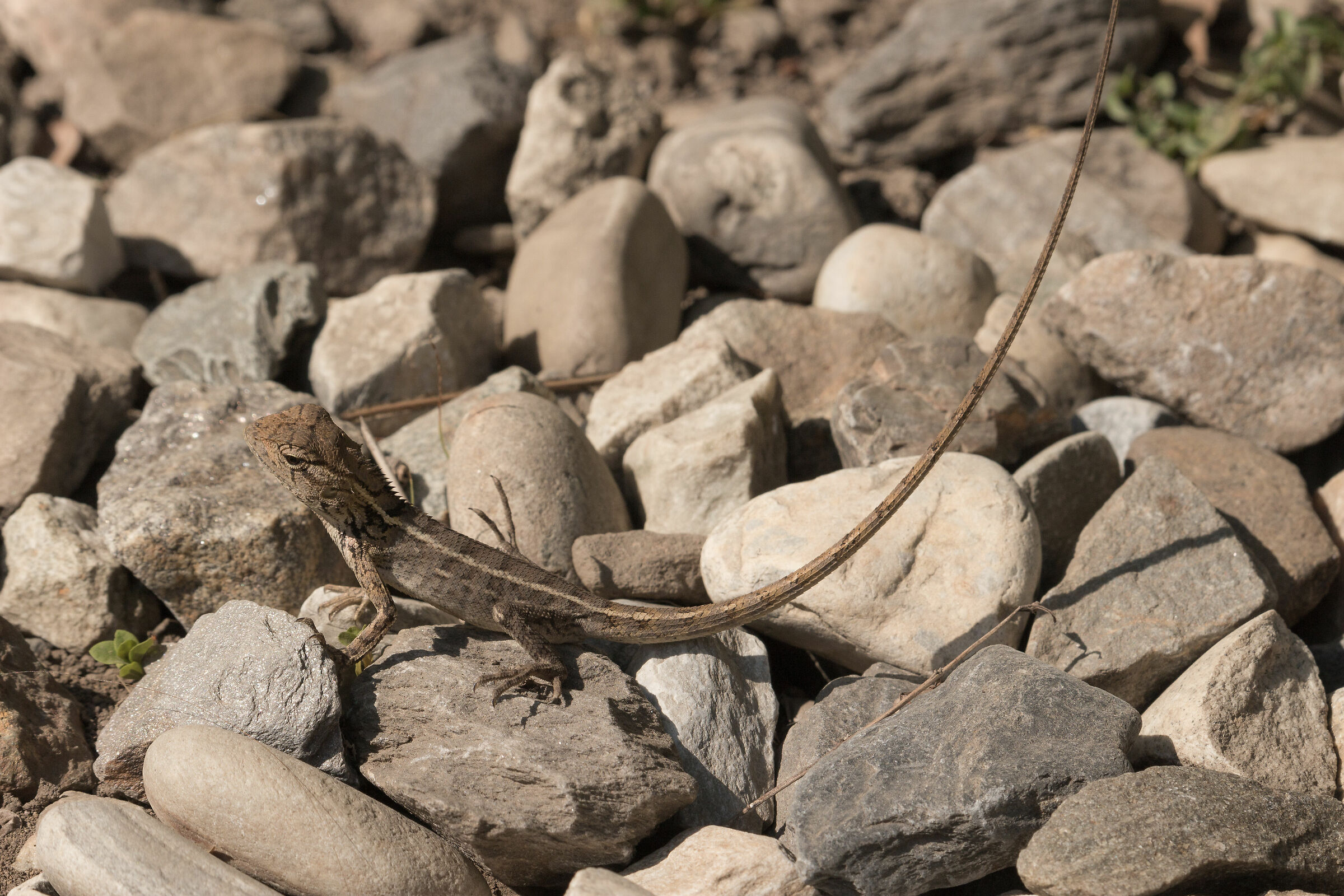 Lizard (Sitana sp)
