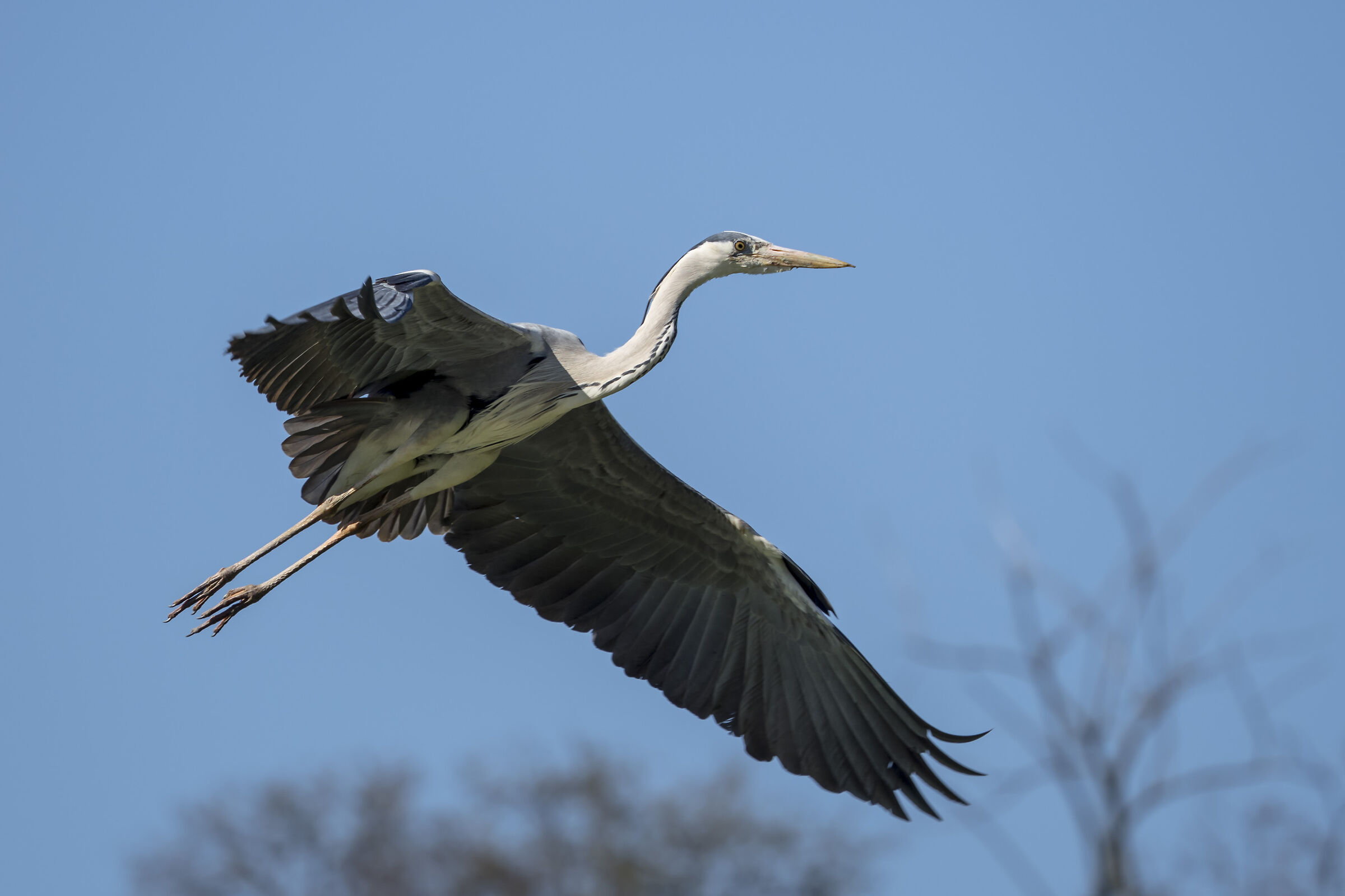 Grey Heron 2