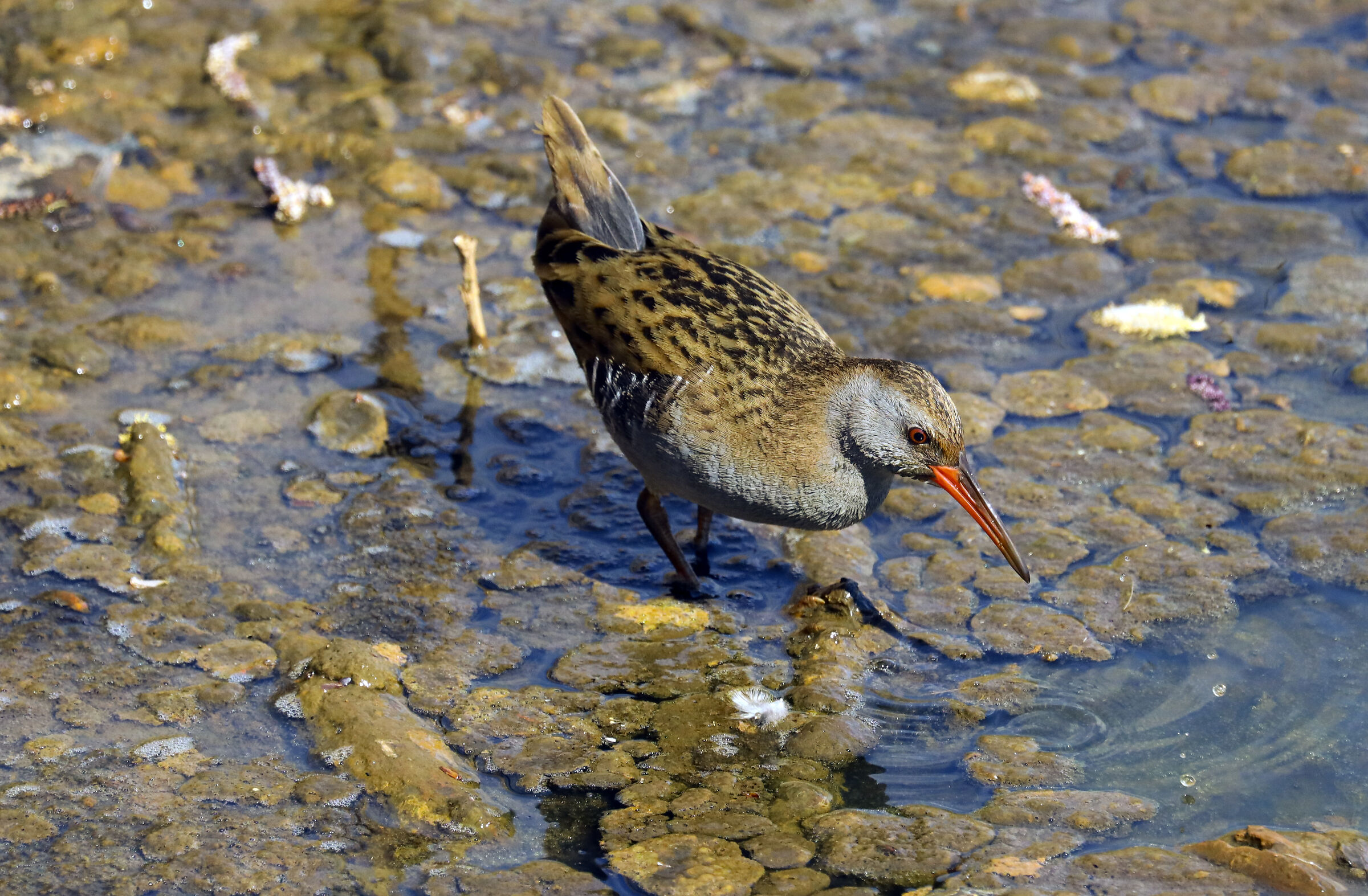 Water Rail