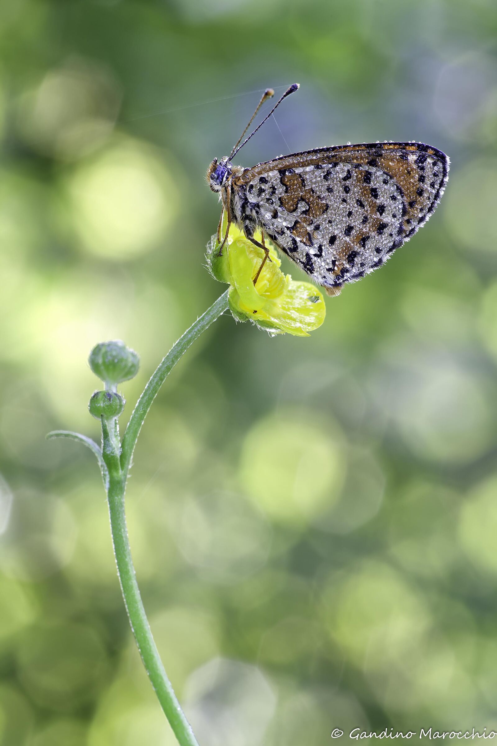 Between the Fuzzy Polka dots