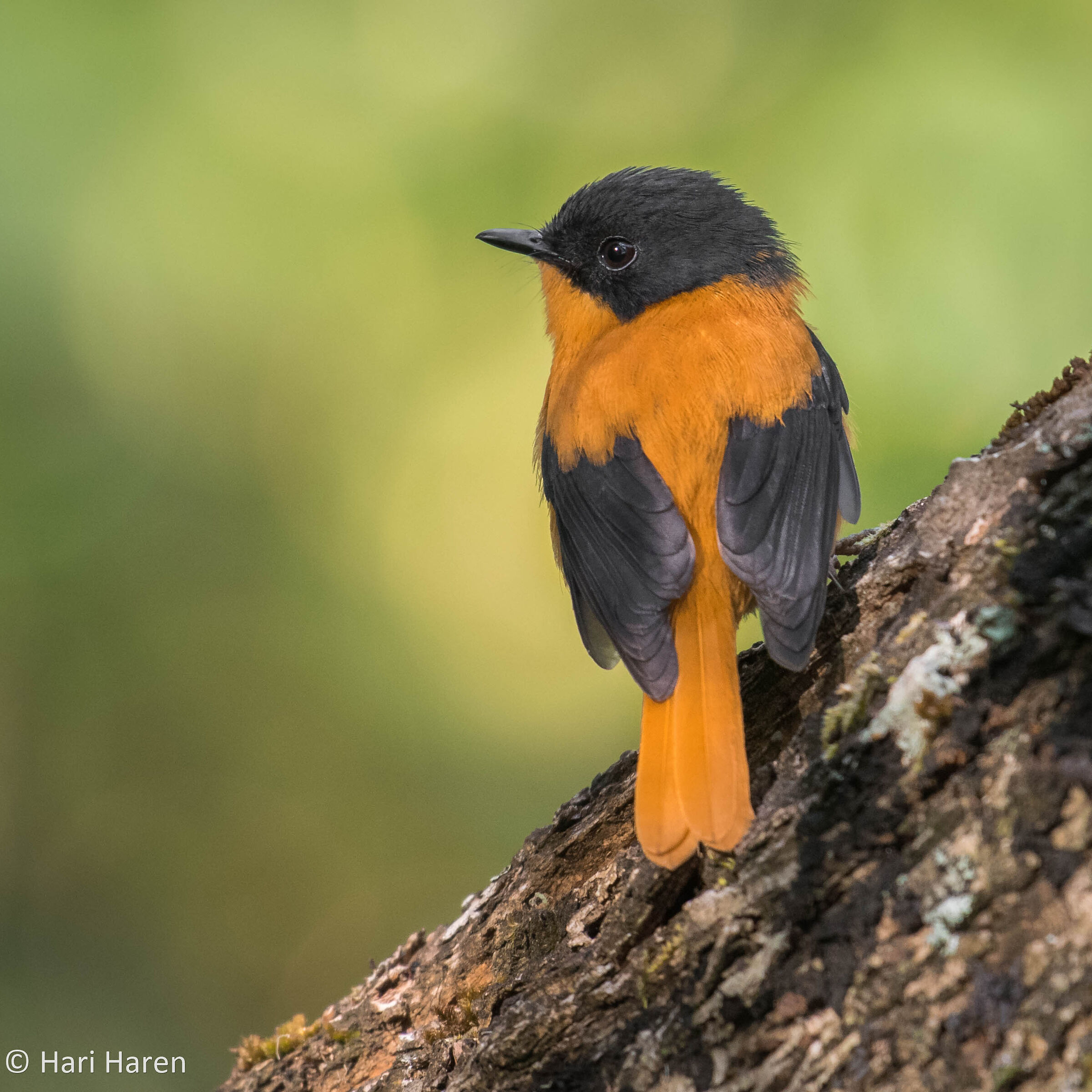 Black-and-orange flycatcher