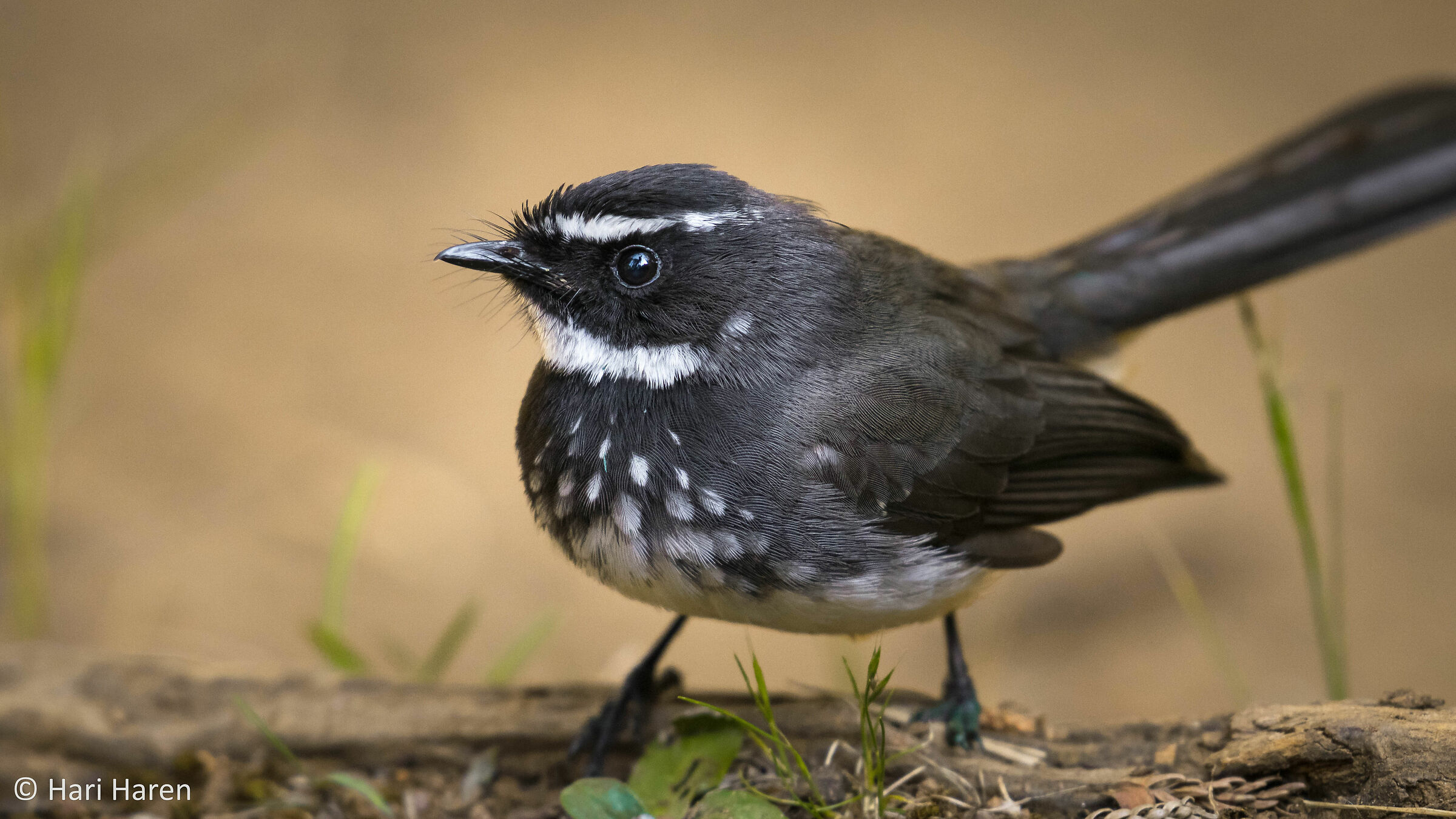 White-browed flycatcher