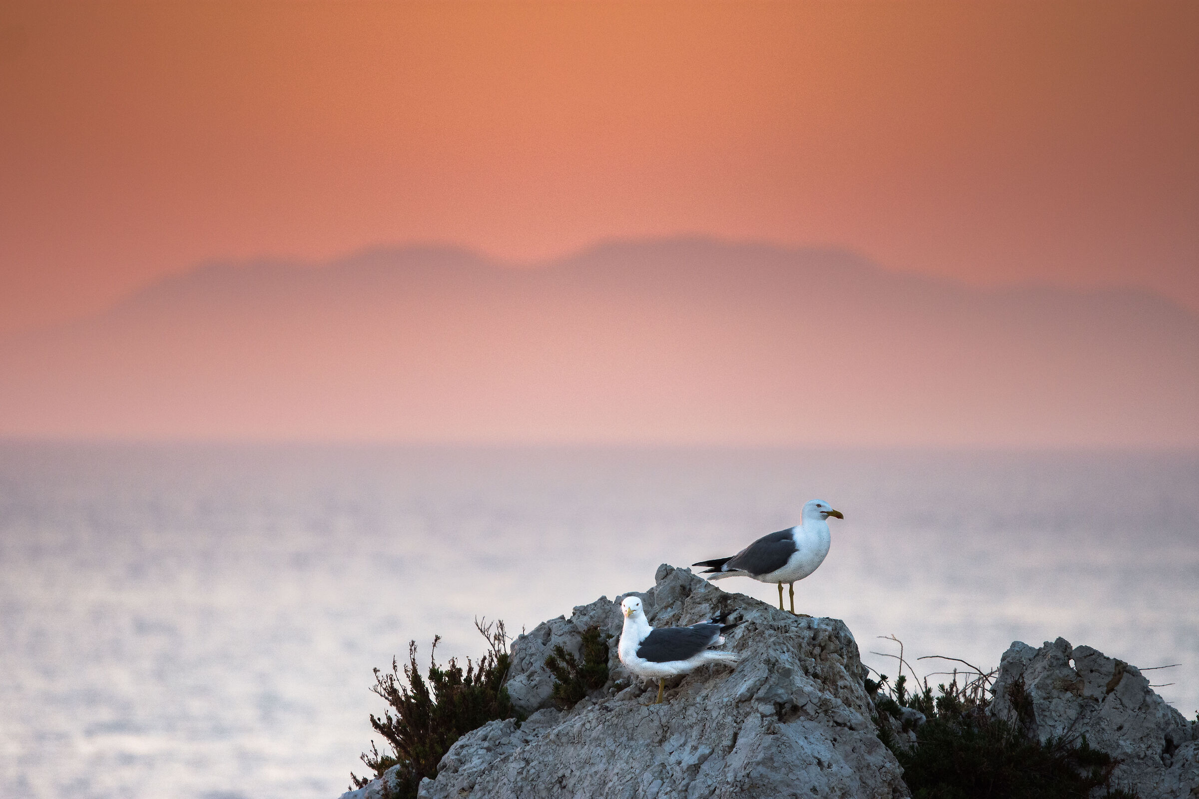 Gabbiani al tramonto